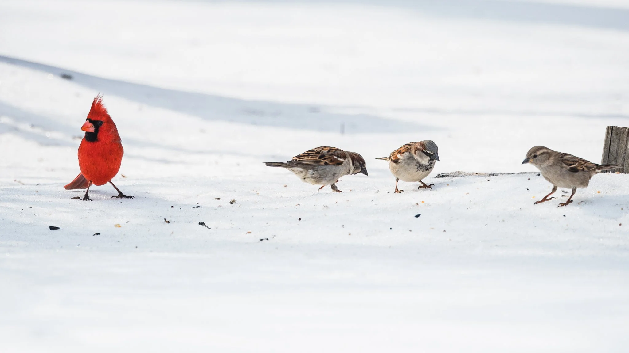 forsythe-winter-resized (37 of 77).jpg