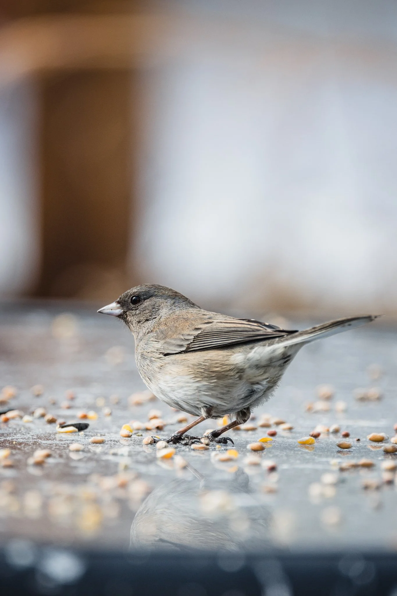 forsythe-winter-resized (40 of 77).jpg