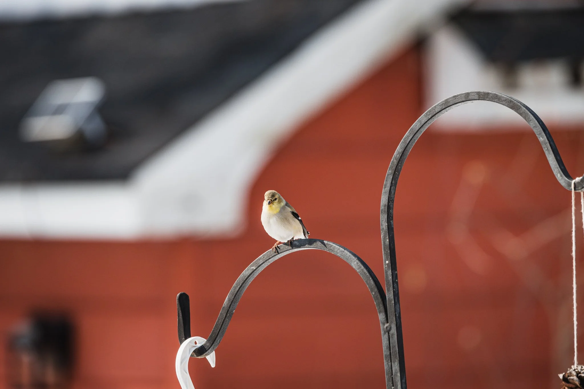 forsythe-winter-resized (41 of 77).jpg