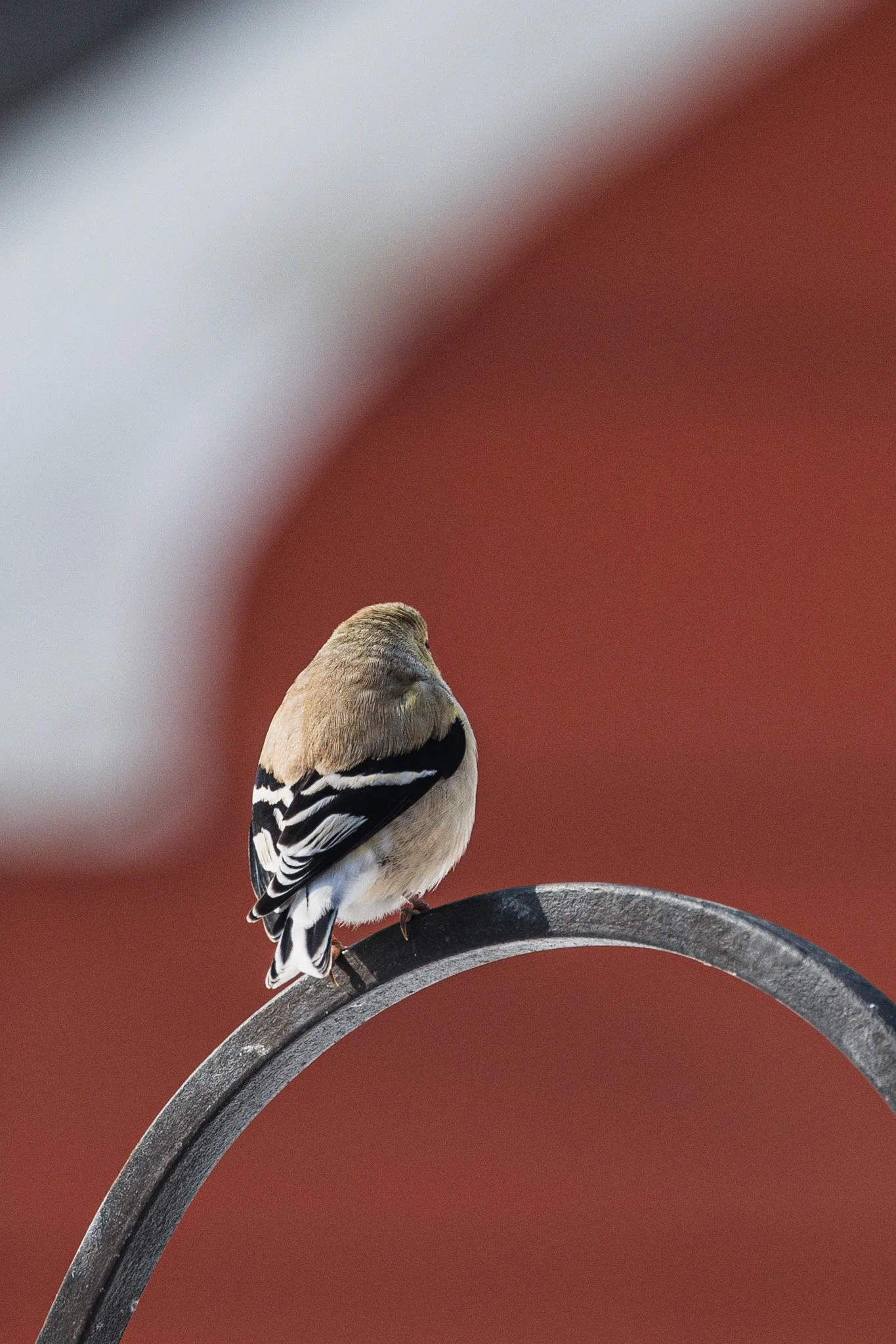 forsythe-winter-resized (43 of 77).jpg