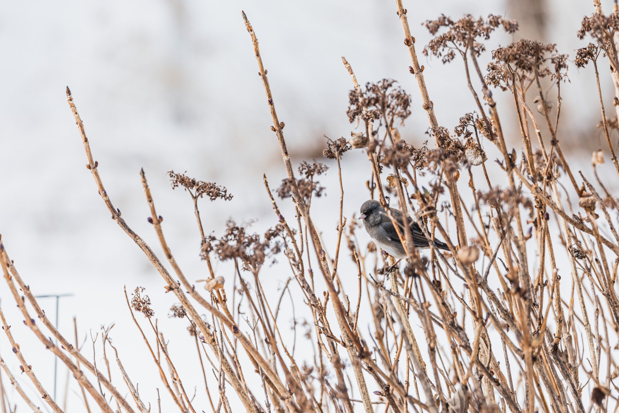 forsythe-winter-resized (44 of 77).jpg