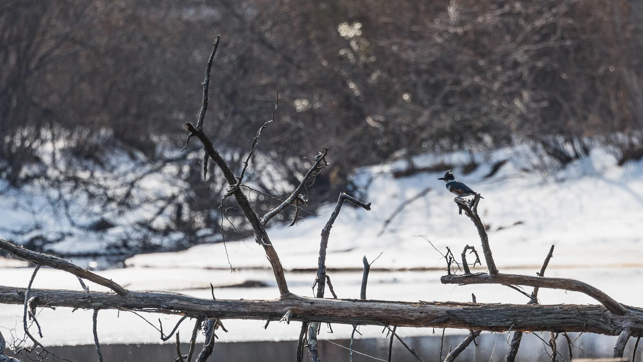 forsythe-winter-resized (45 of 77).jpg