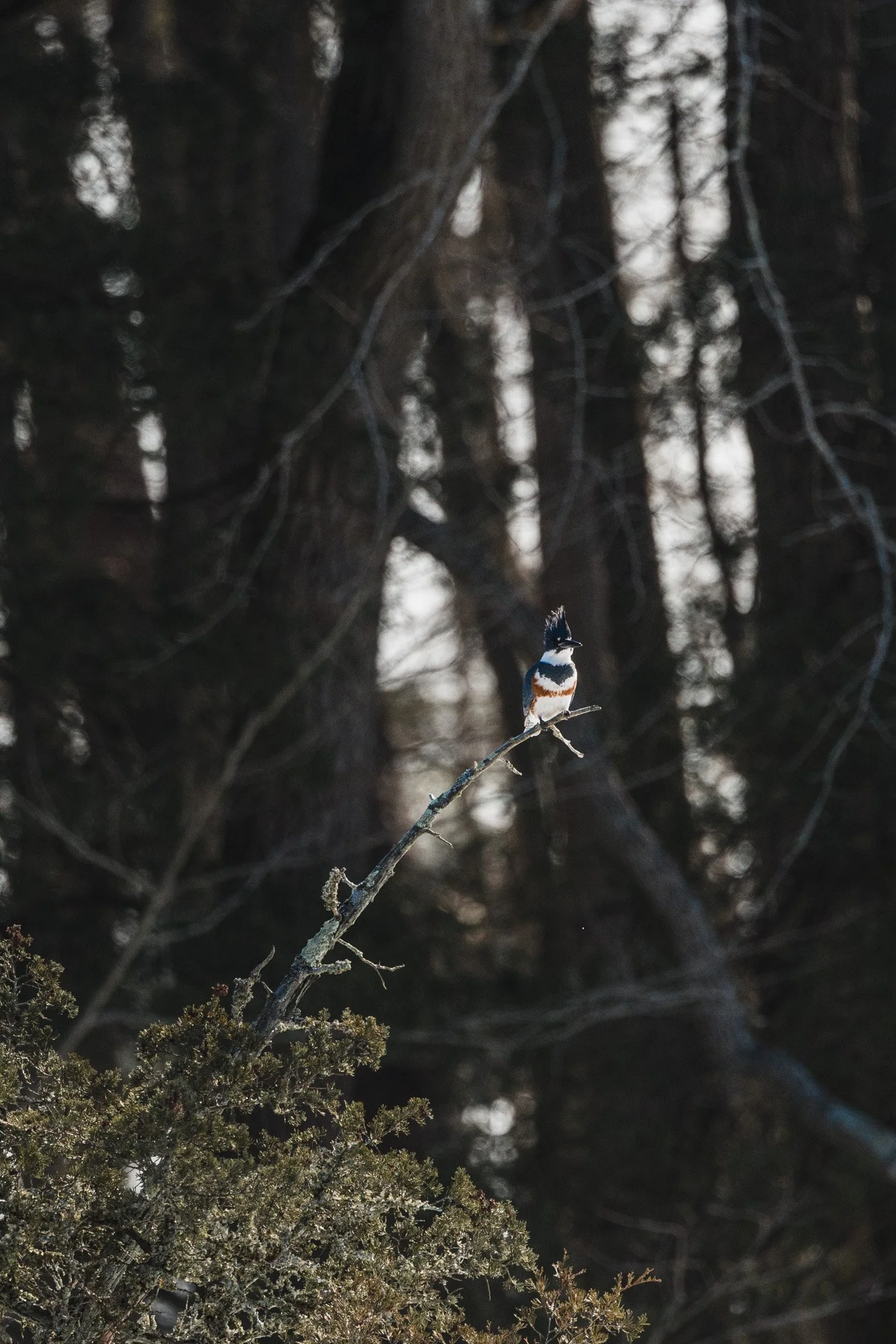 forsythe-winter-resized (51 of 77).jpg