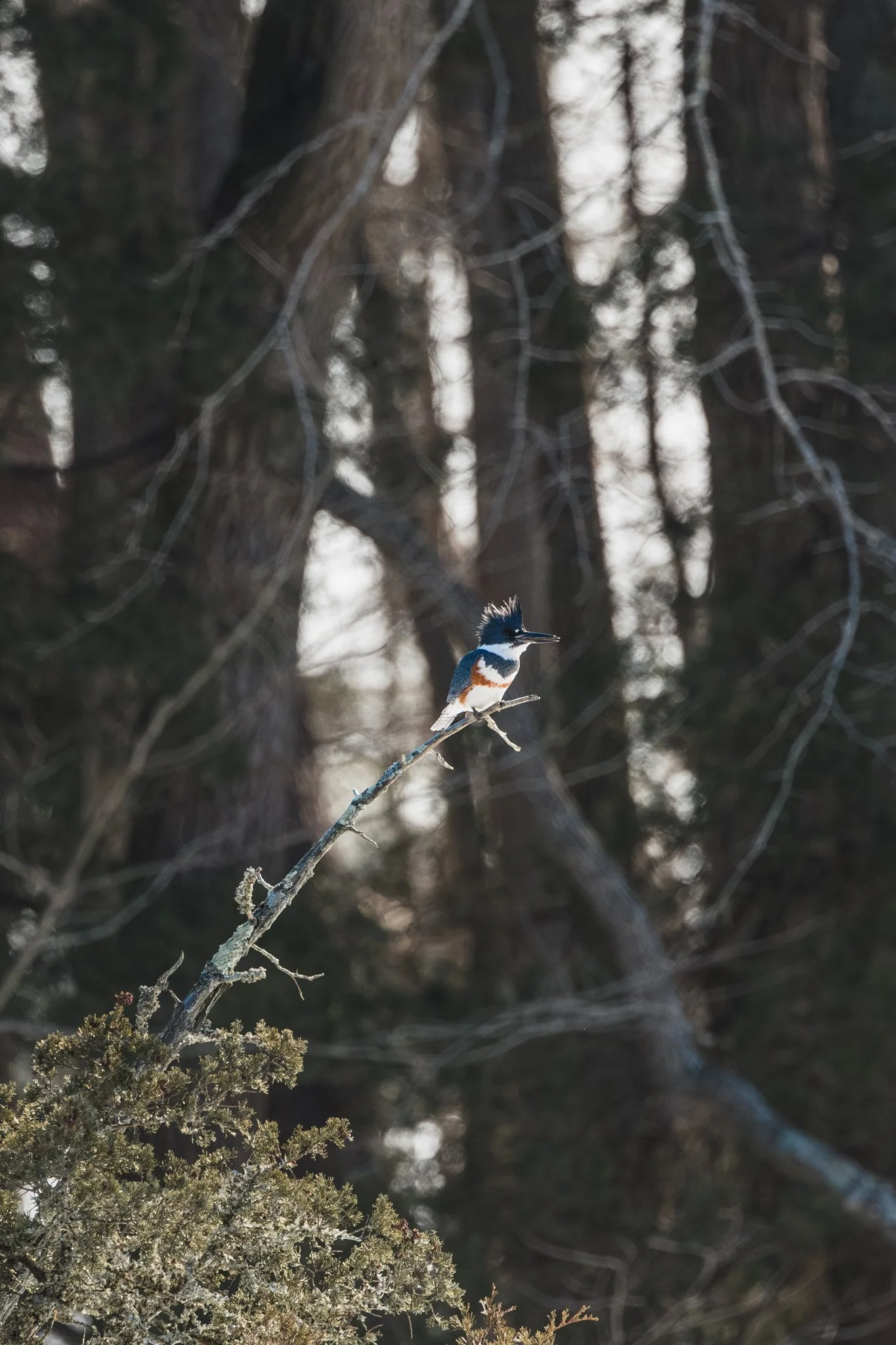 forsythe-winter-resized (53 of 77).jpg