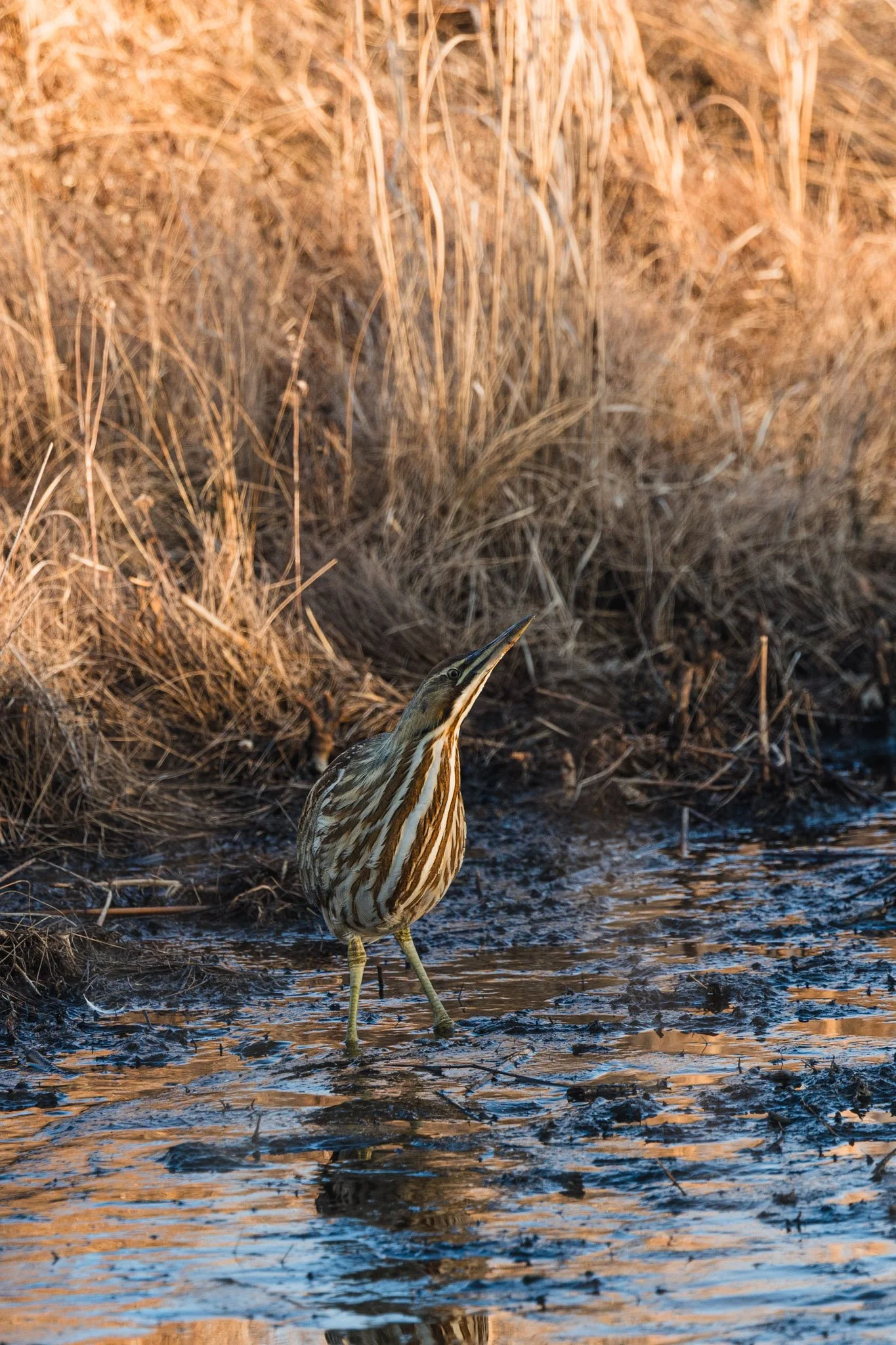 forsythe-winter-resized (59 of 77).jpg