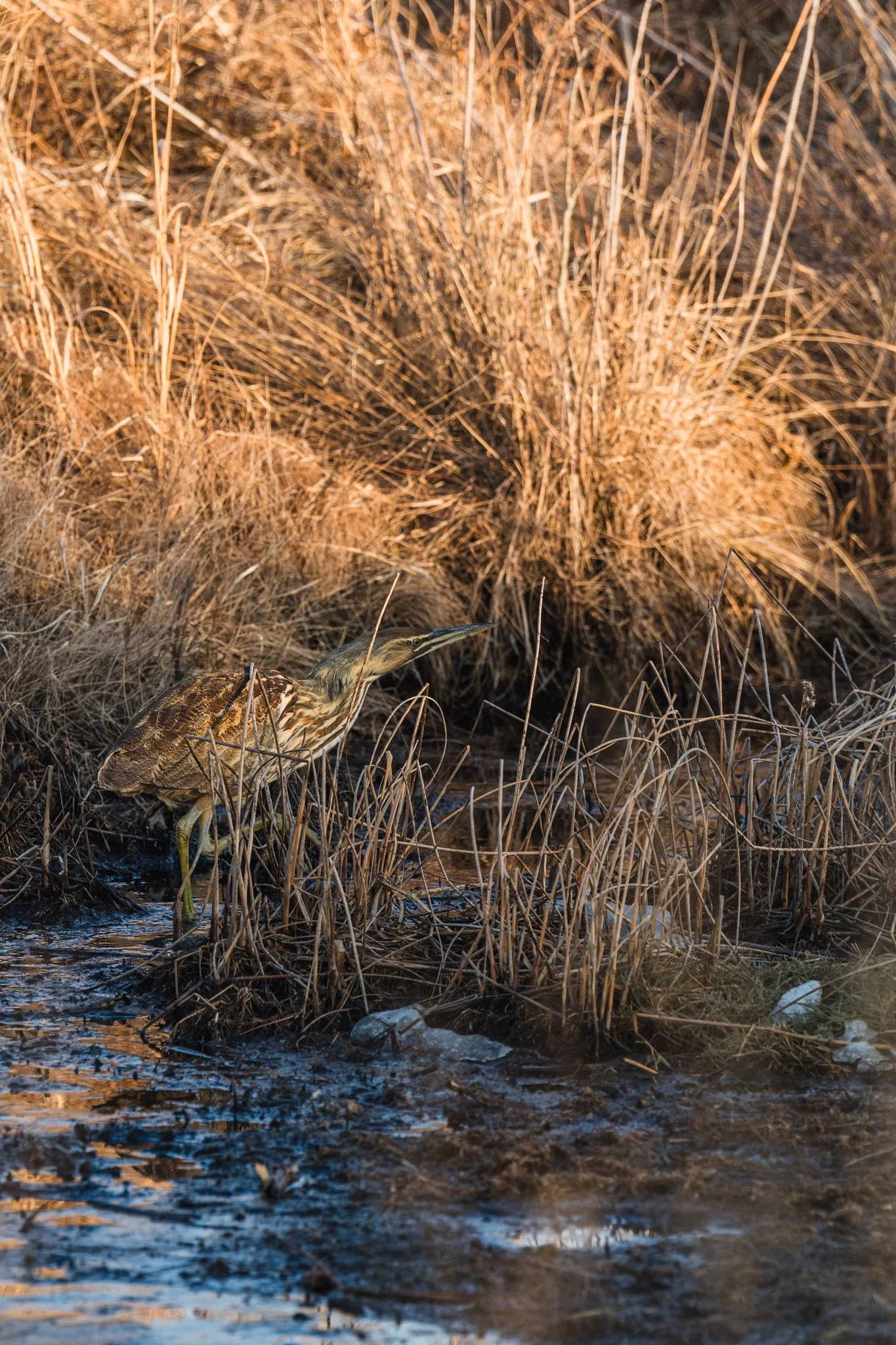 forsythe-winter-resized (61 of 77).jpg