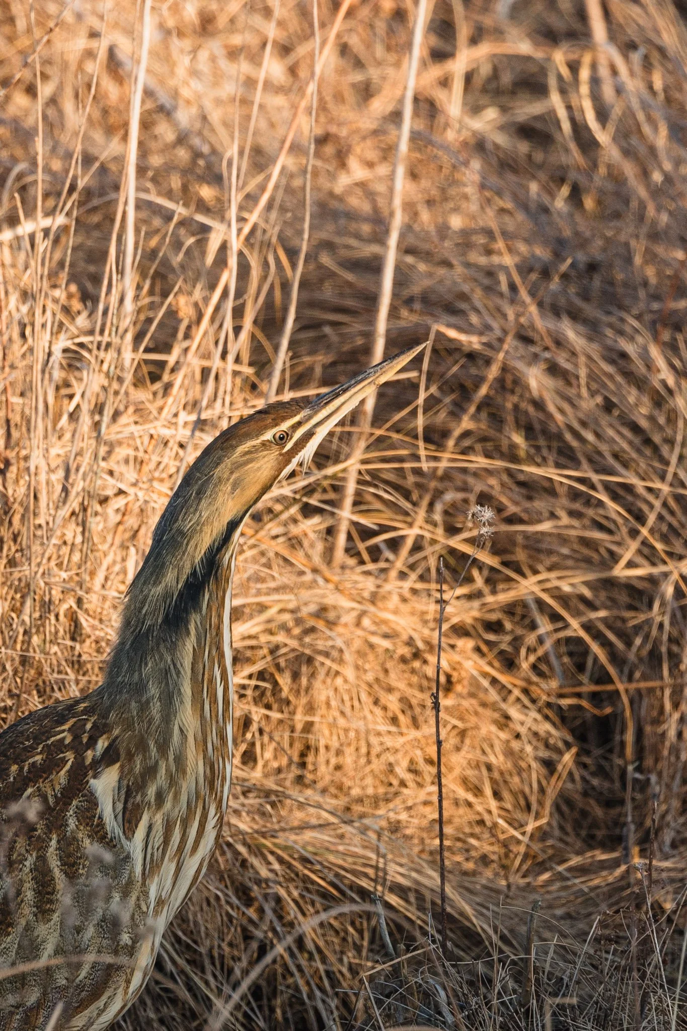 forsythe-winter-resized (69 of 77).jpg