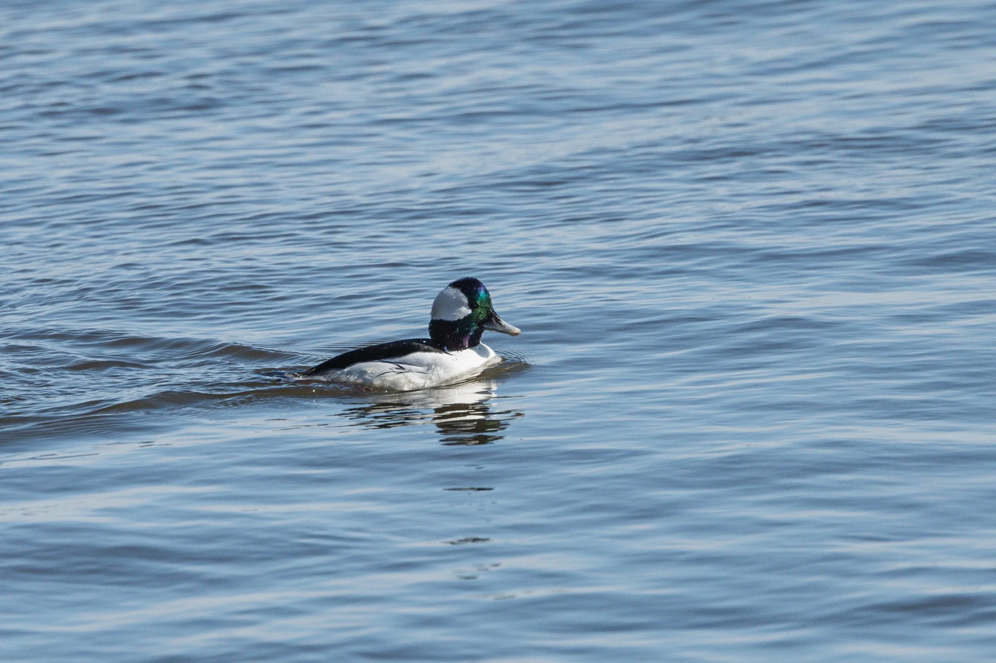 eagle festival resized (2 of 20).jpg