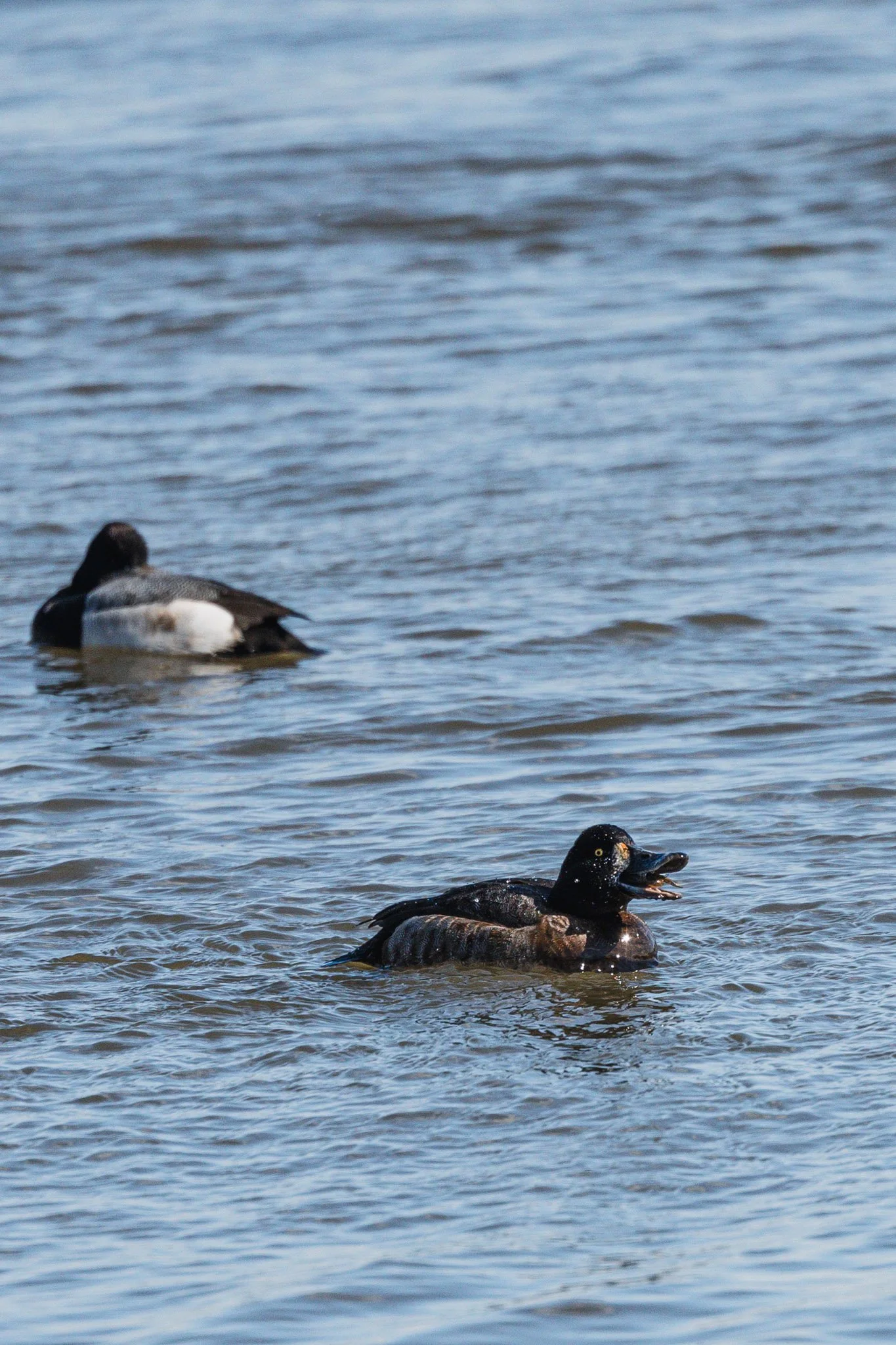 eagle festival resized (4 of 20).jpg