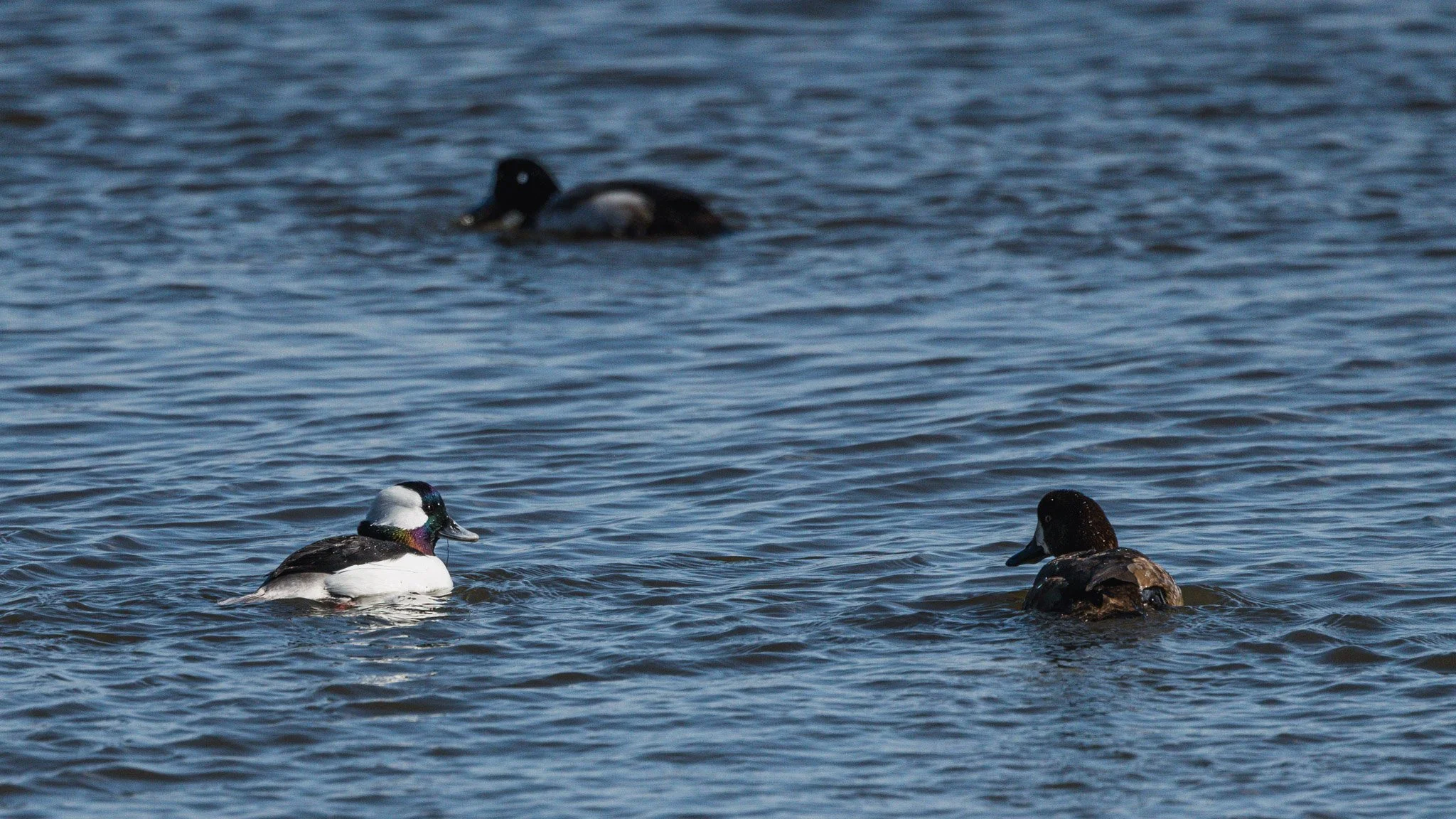 eagle festival resized (6 of 20).jpg