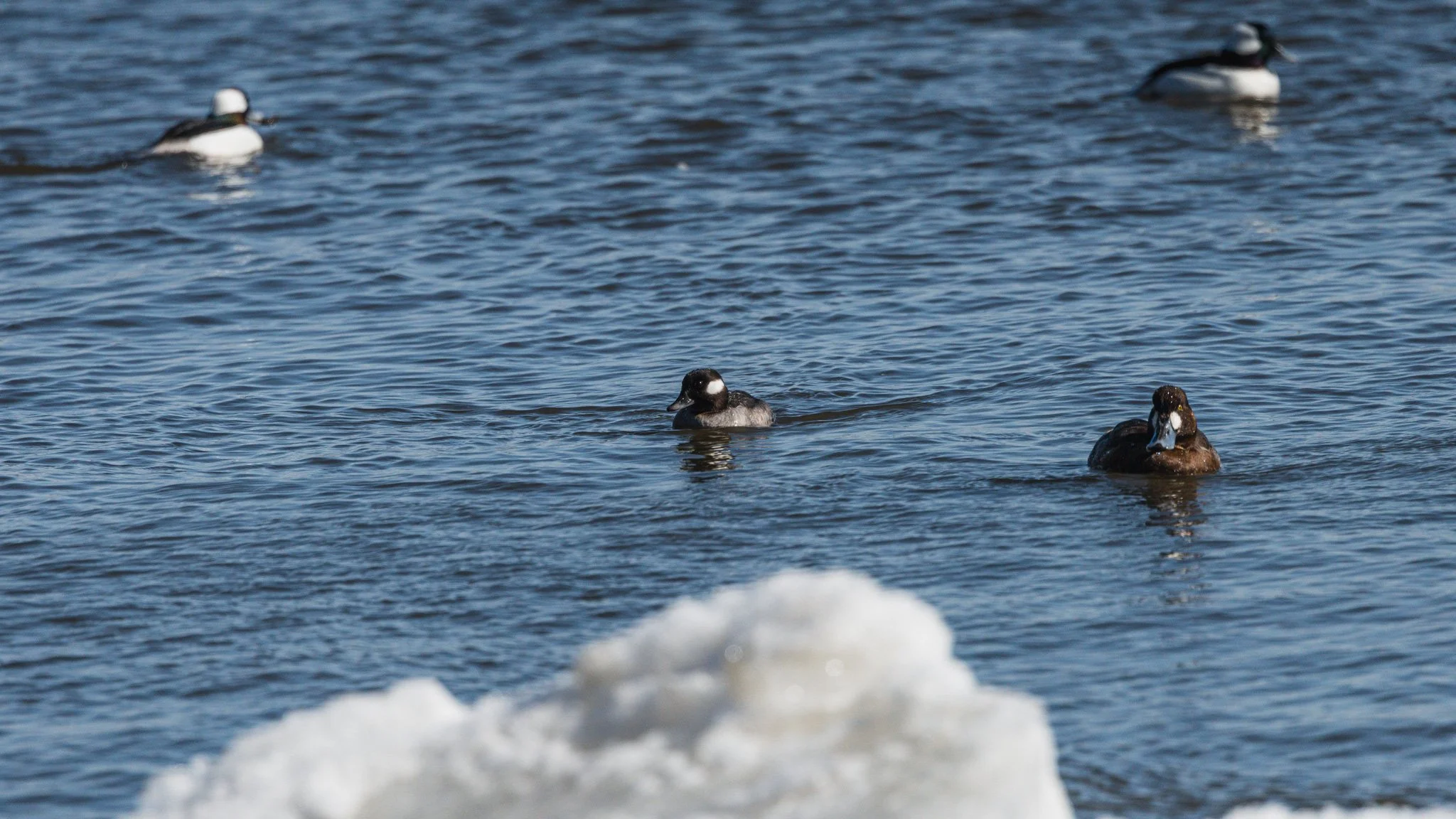 eagle festival resized (8 of 20).jpg
