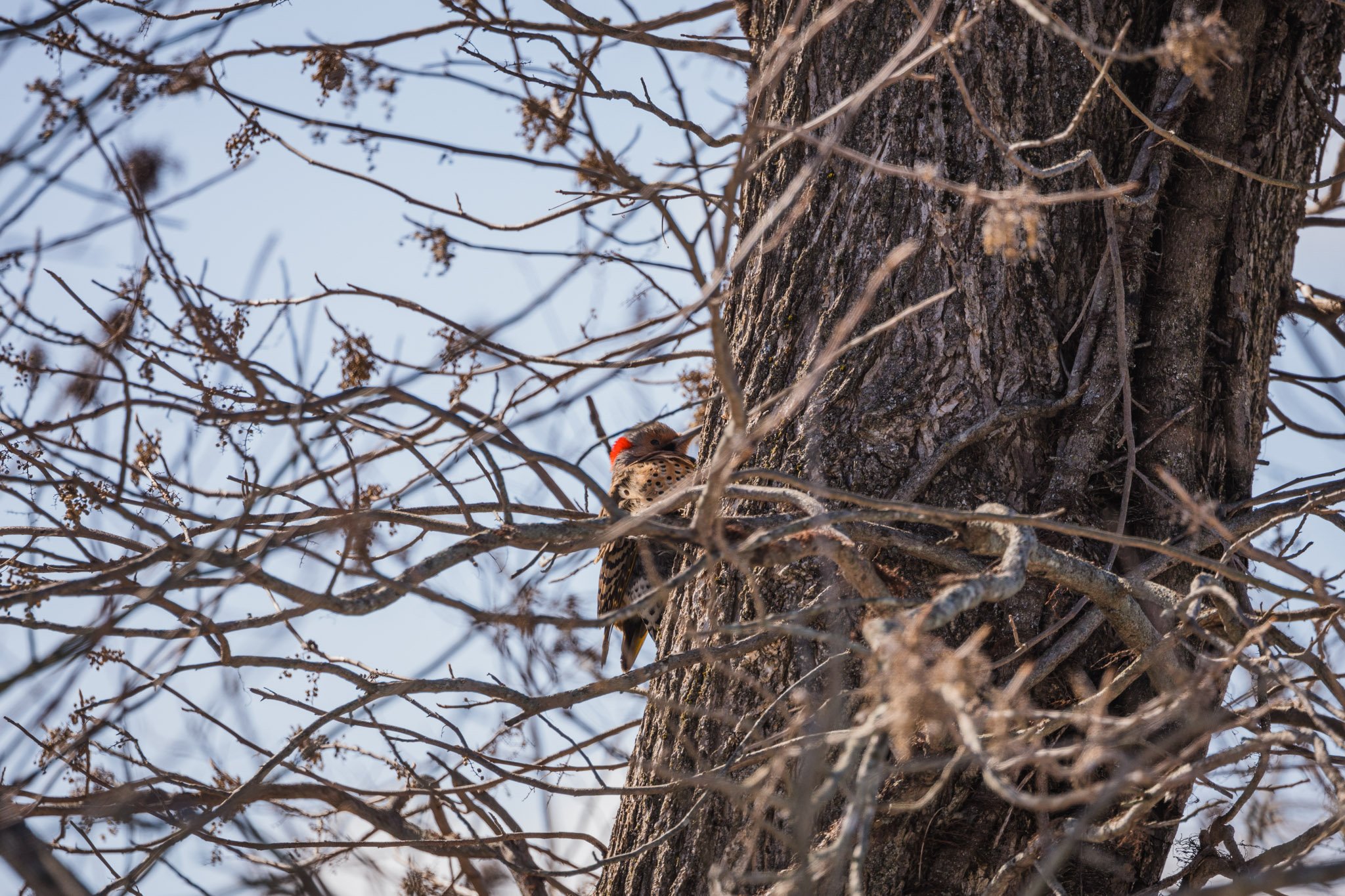 eagle festival resized (12 of 20).jpg