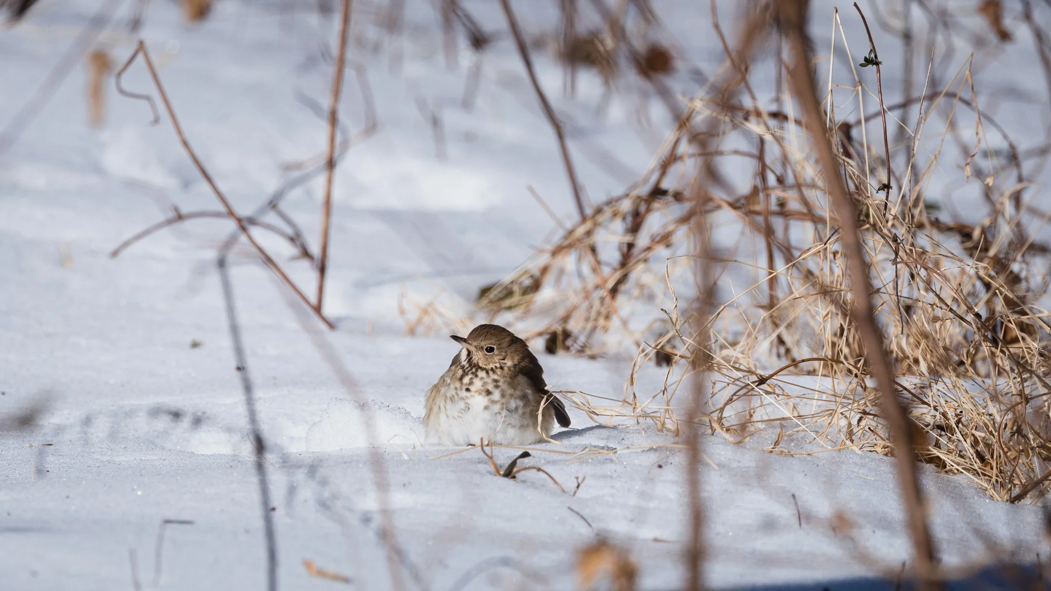 eagle festival resized (13 of 20).jpg