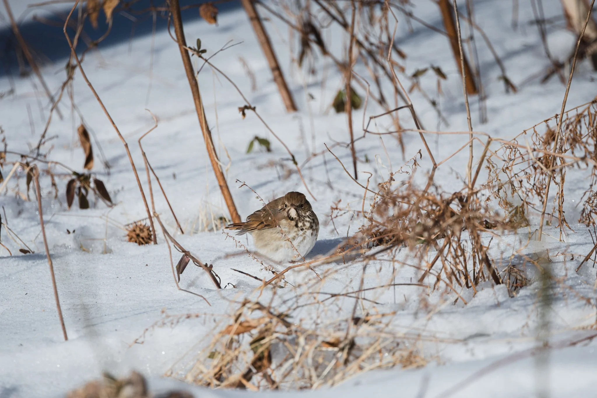eagle festival resized (15 of 20).jpg