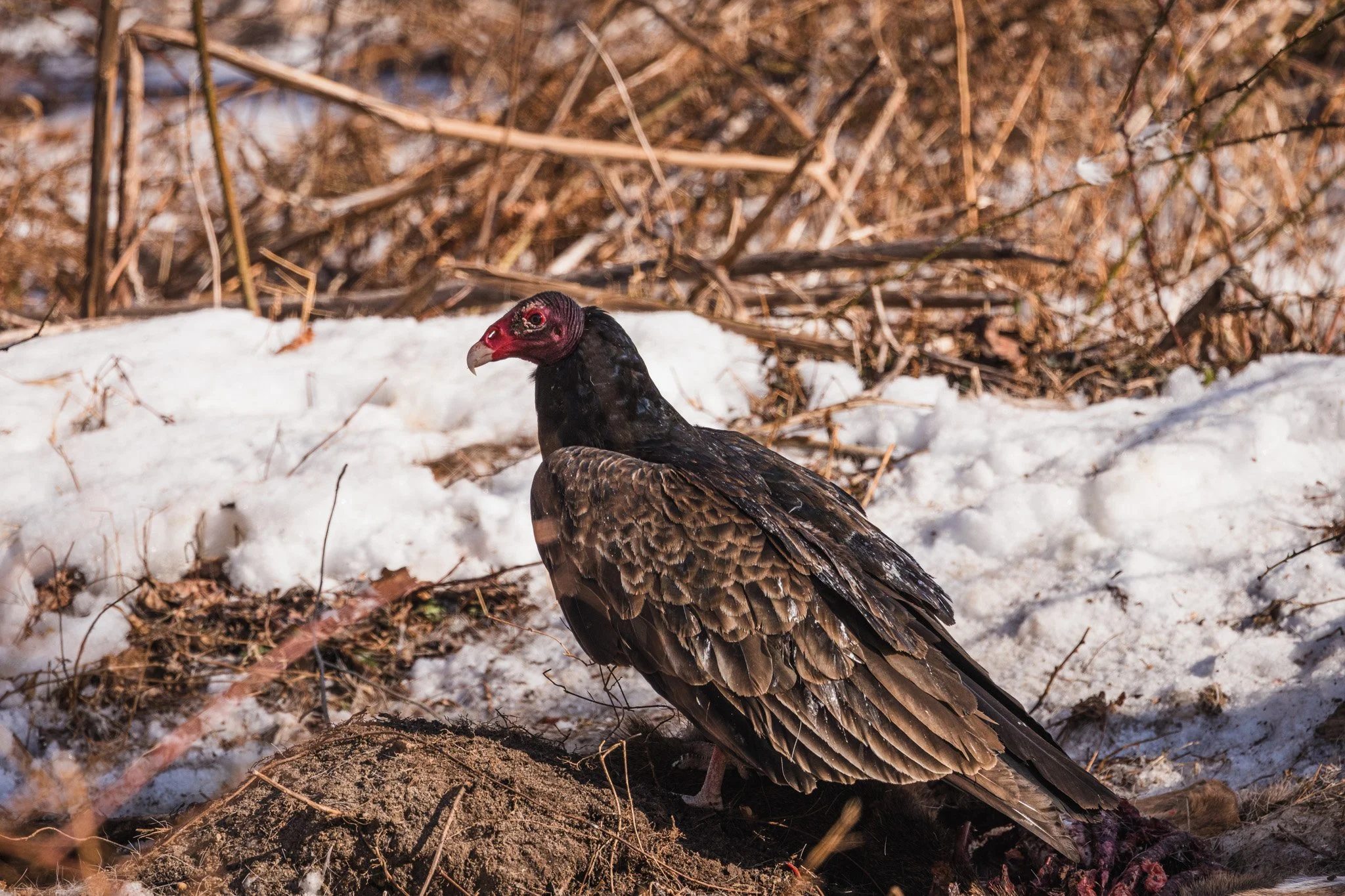 eagle festival resized (17 of 20).jpg