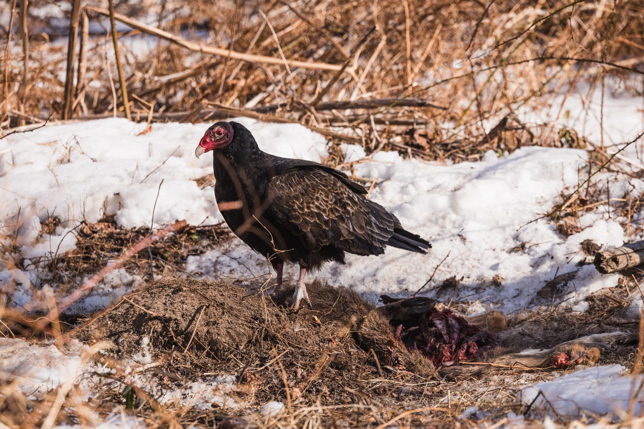 eagle festival resized (18 of 20).jpg