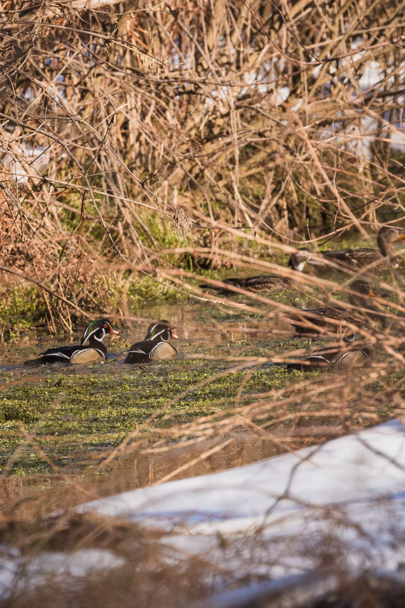 eagle festival resized (19 of 20).jpg