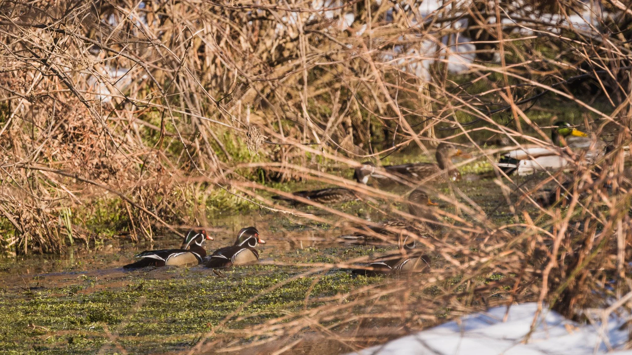 eagle festival resized (20 of 20).jpg