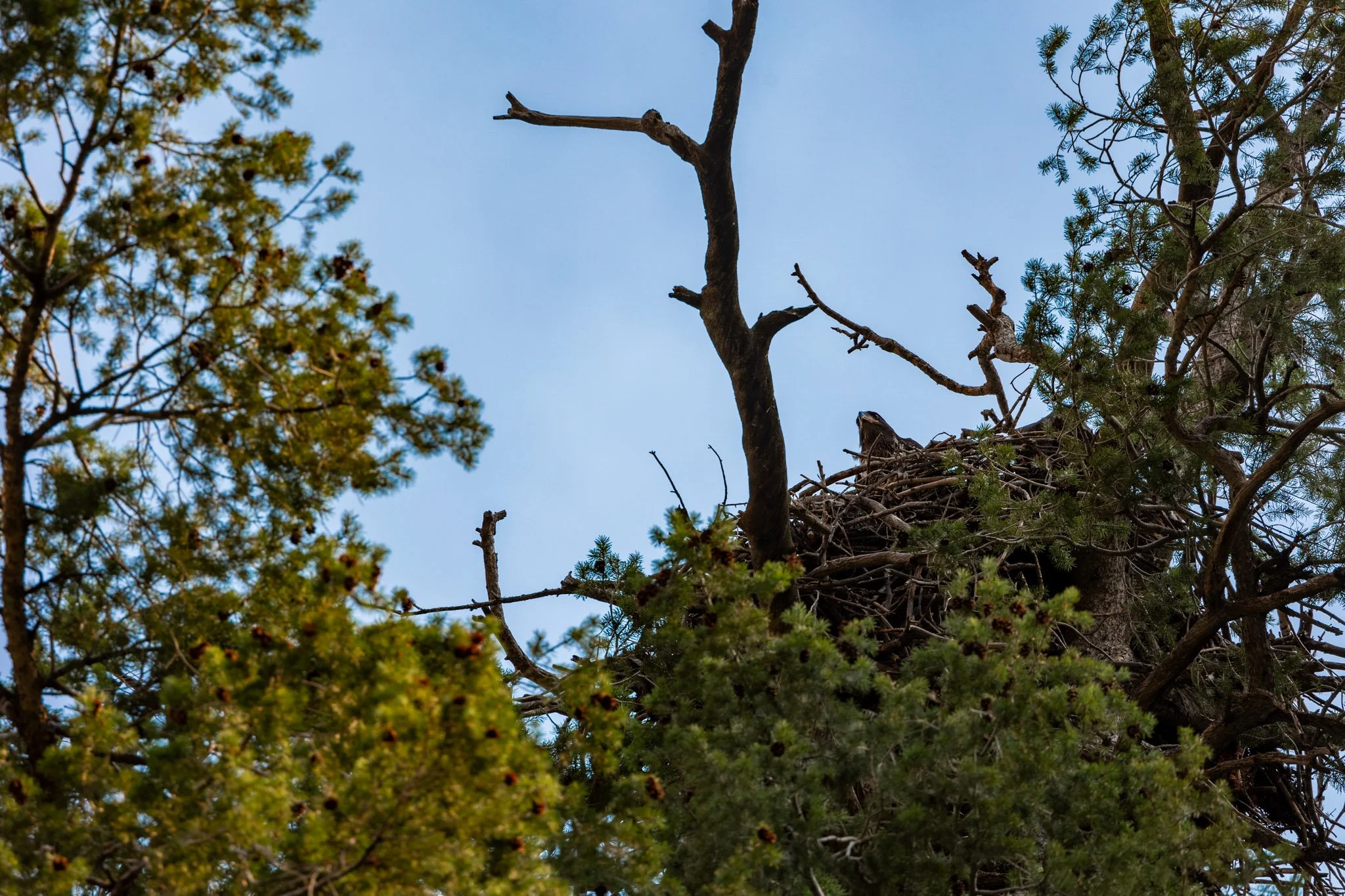 black-gunnison-resized-63.jpg