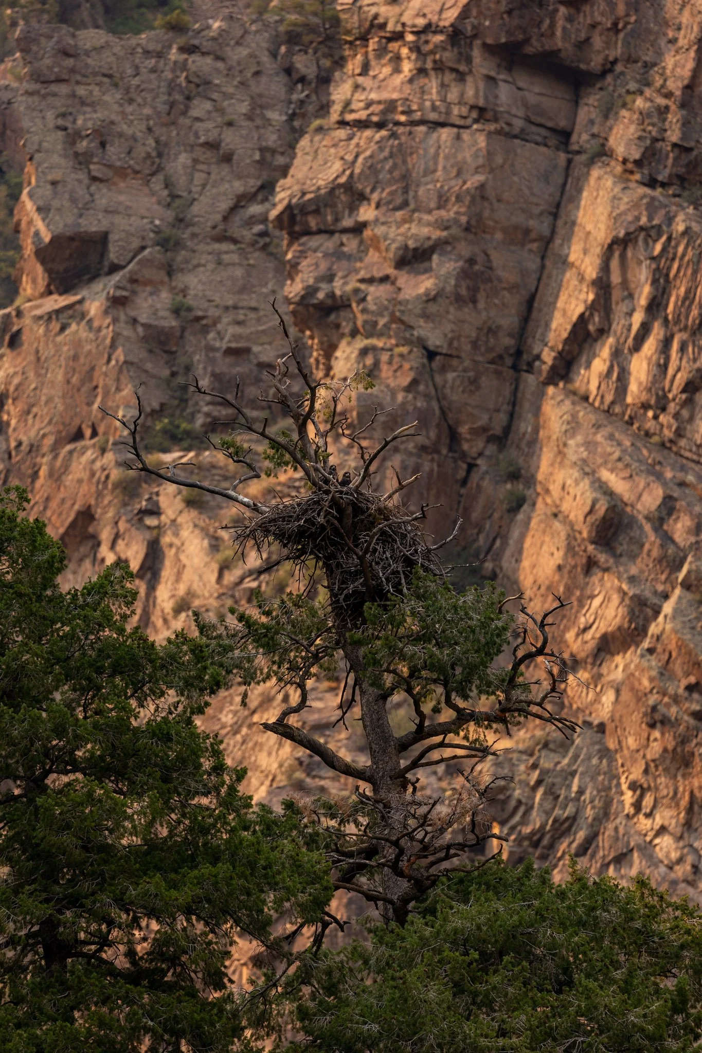 black-gunnison-resized-68.jpg
