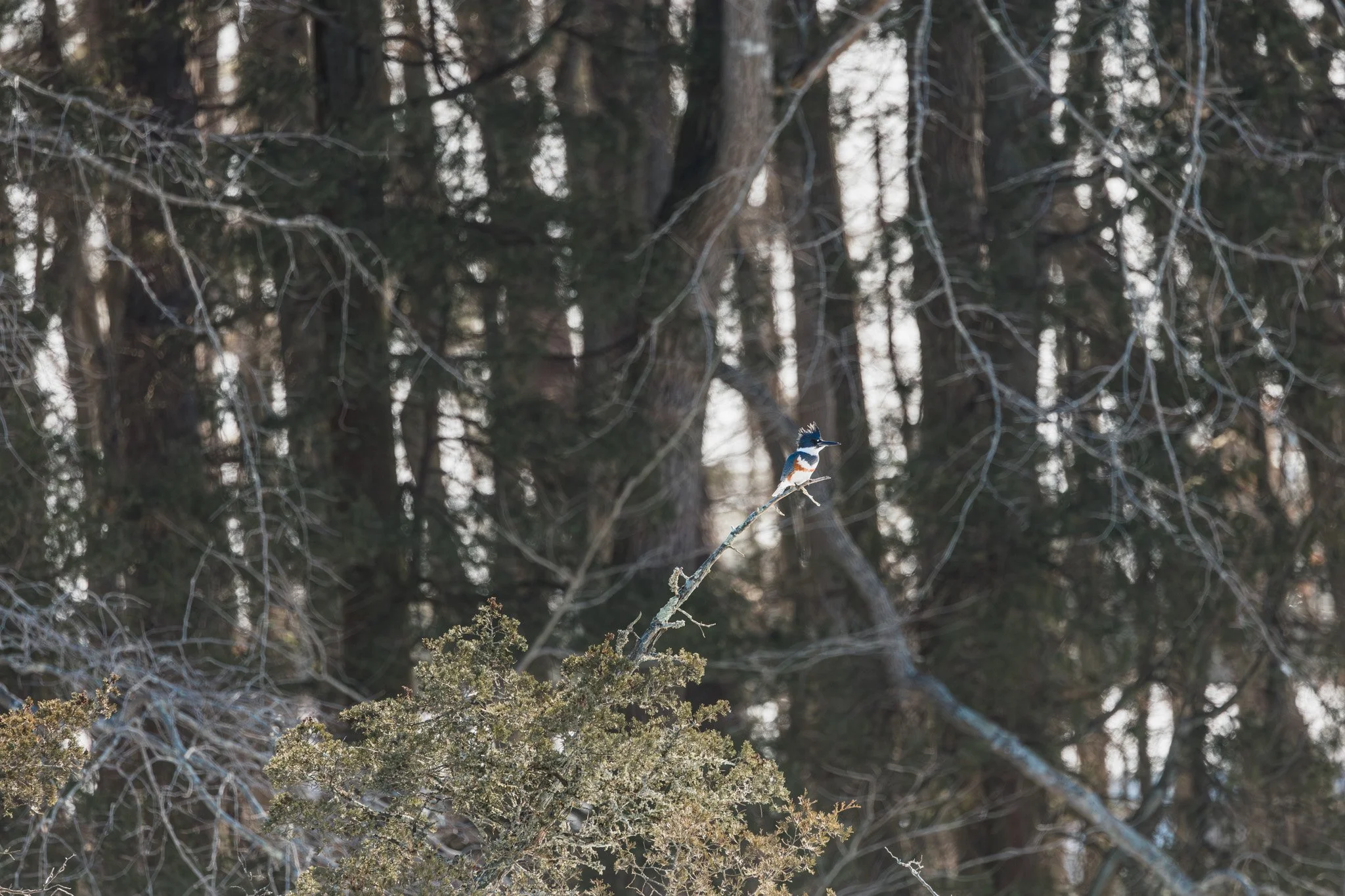 A photo of a kingfisher on a branch.