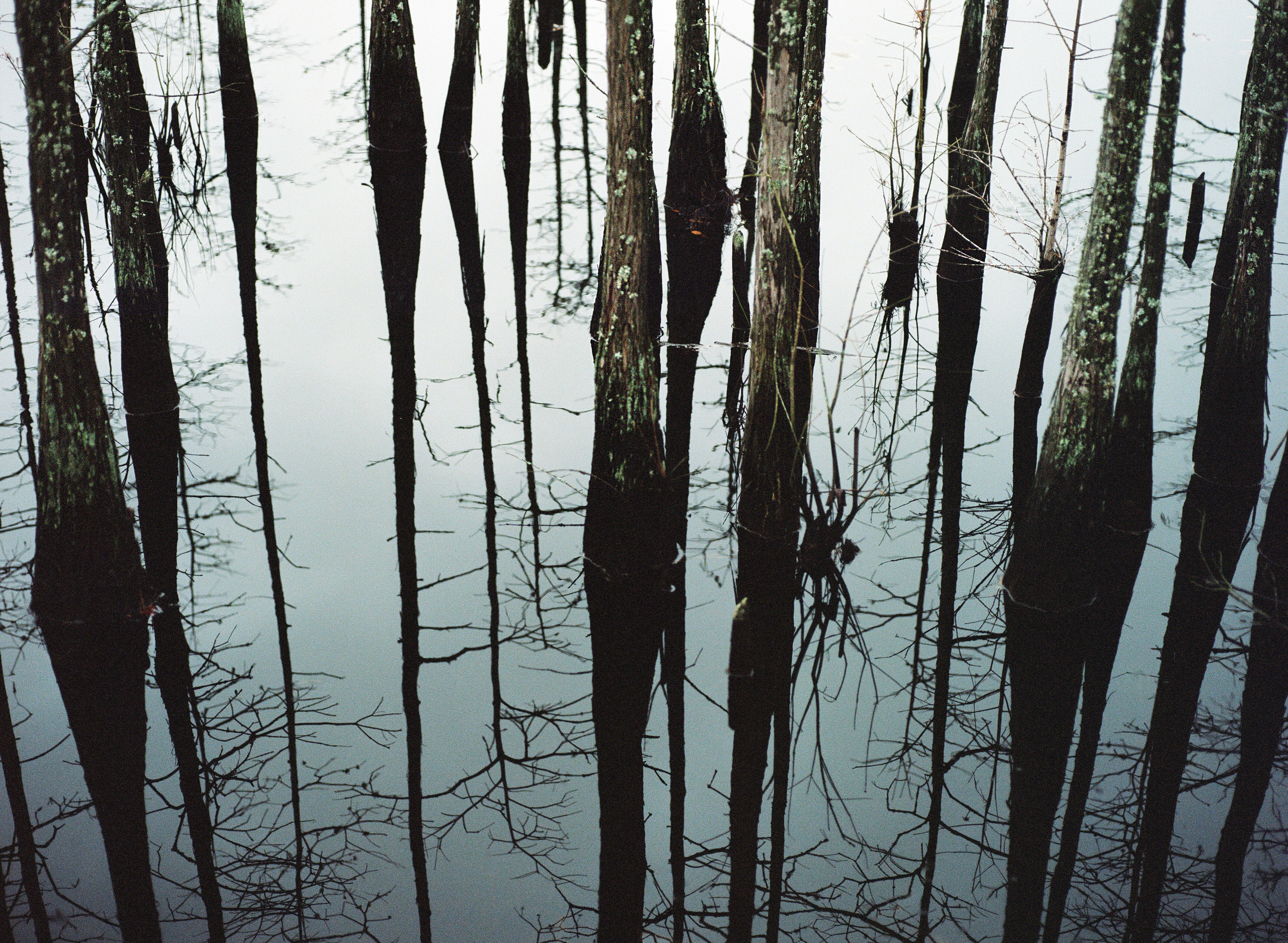 swamp4.jpg