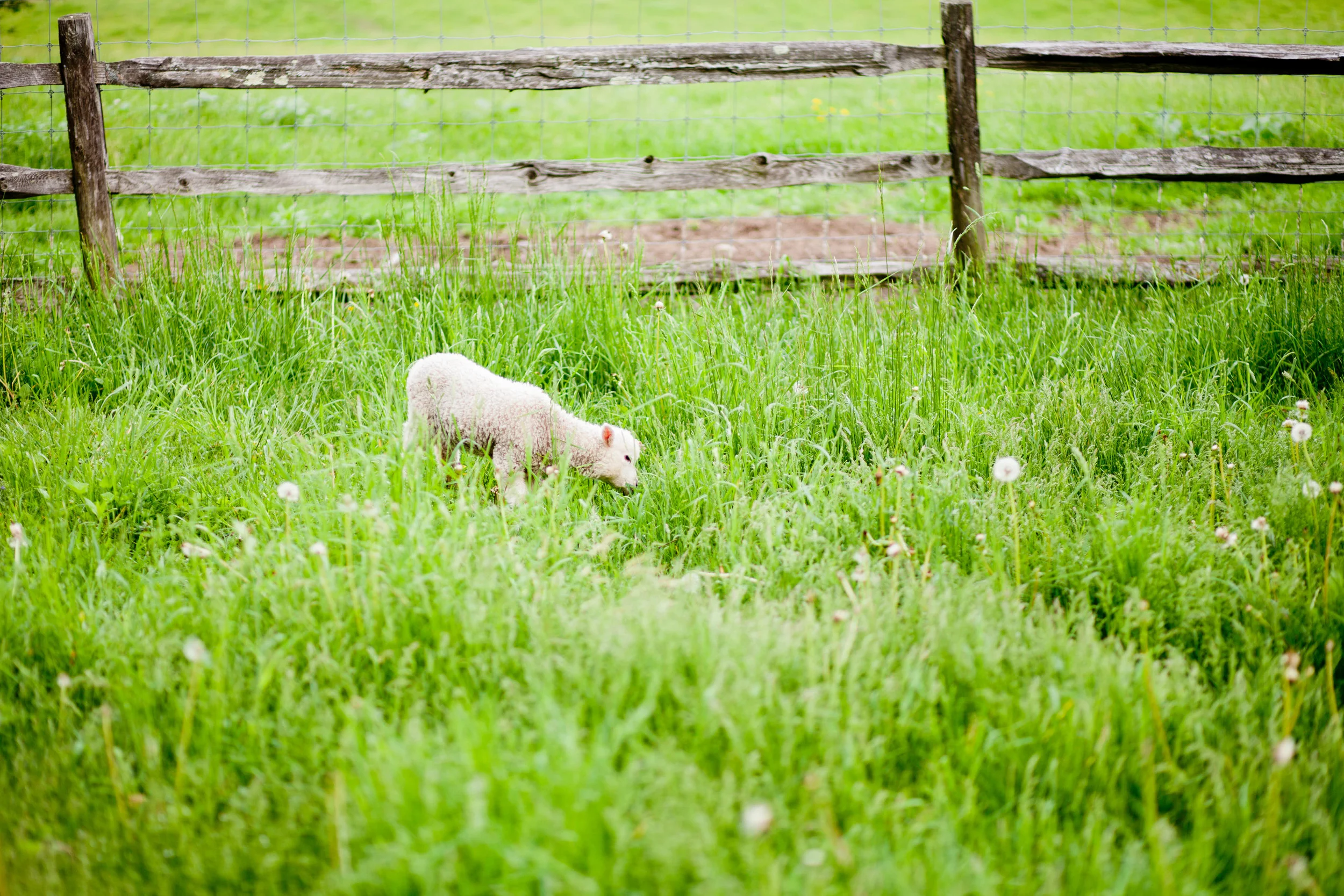 Leyden Glen Sheep Farm