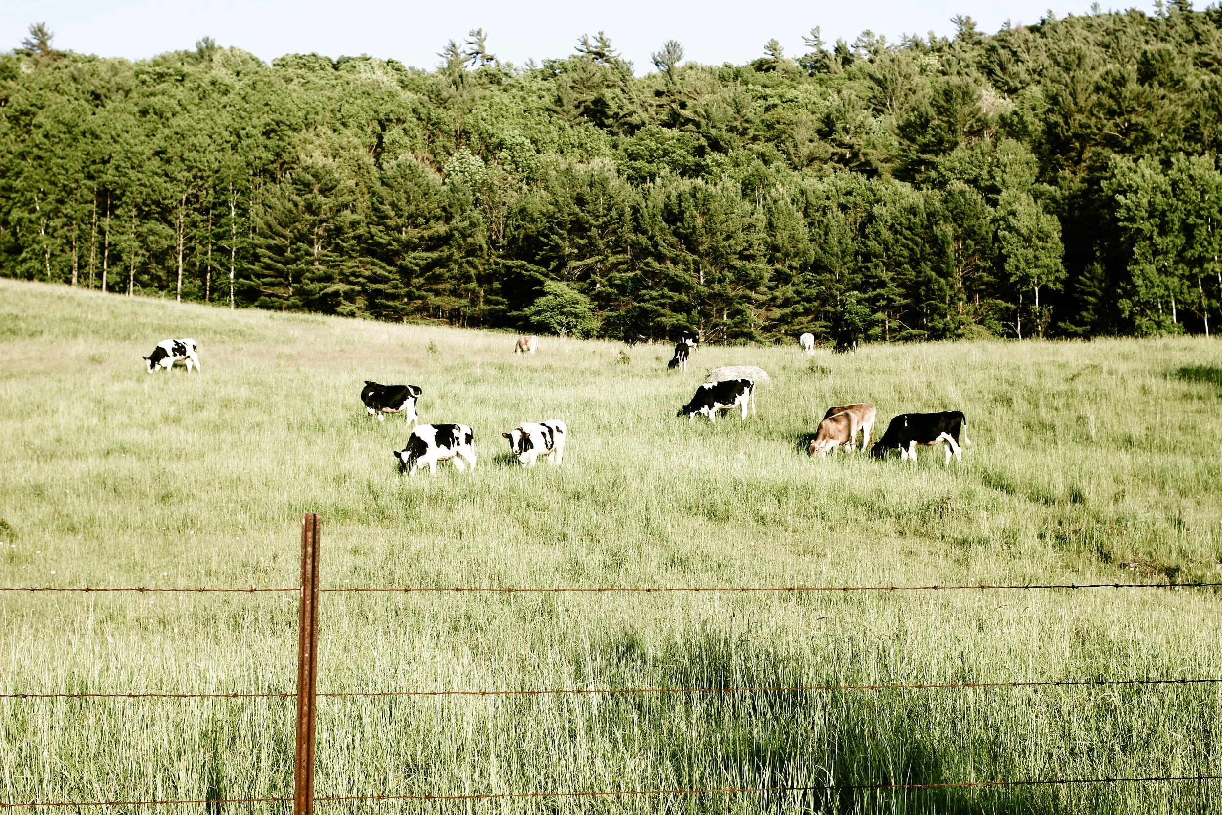Archives 01: Upstate Afternoon