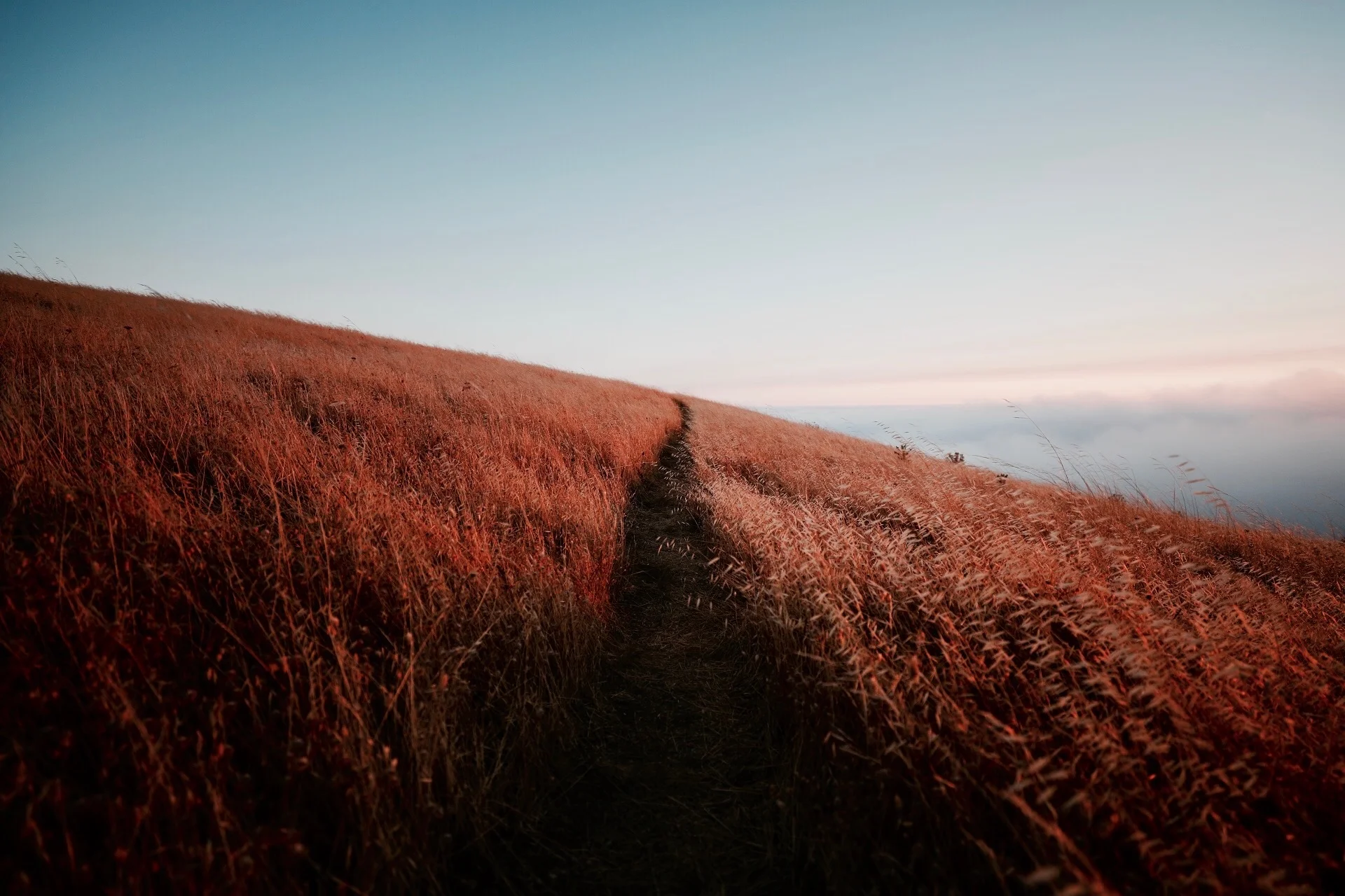 Mount Tamalpais