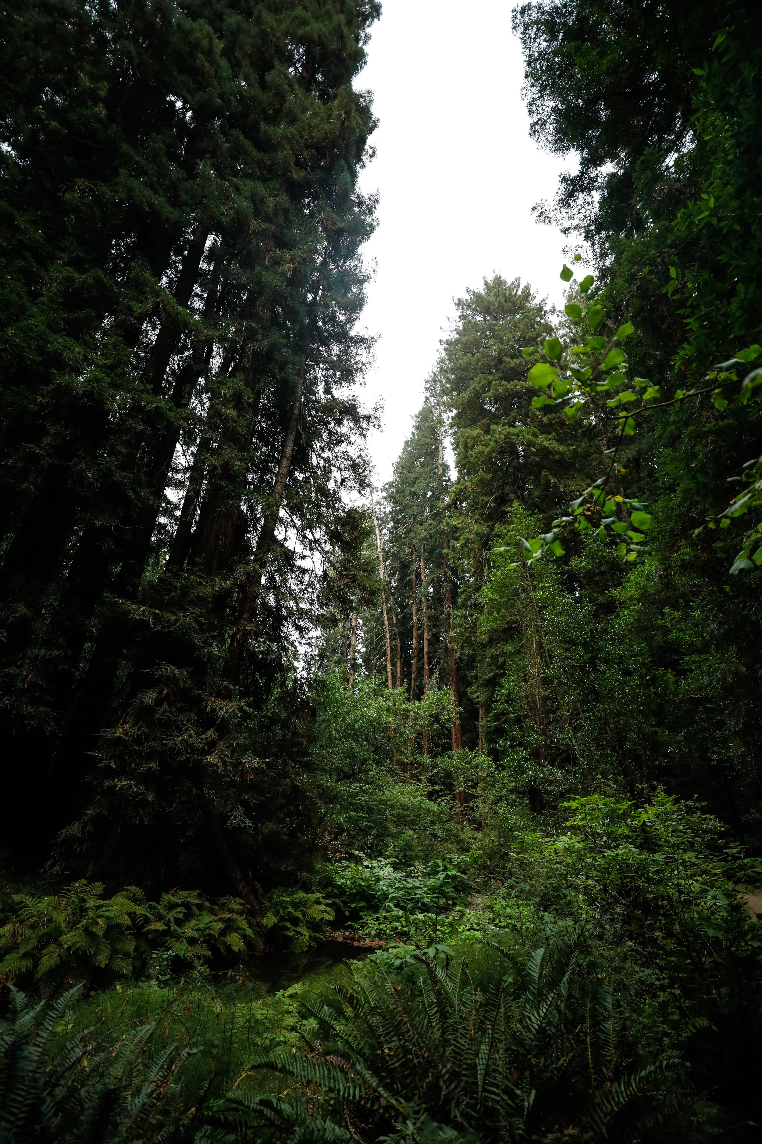 Muir Woods — folk