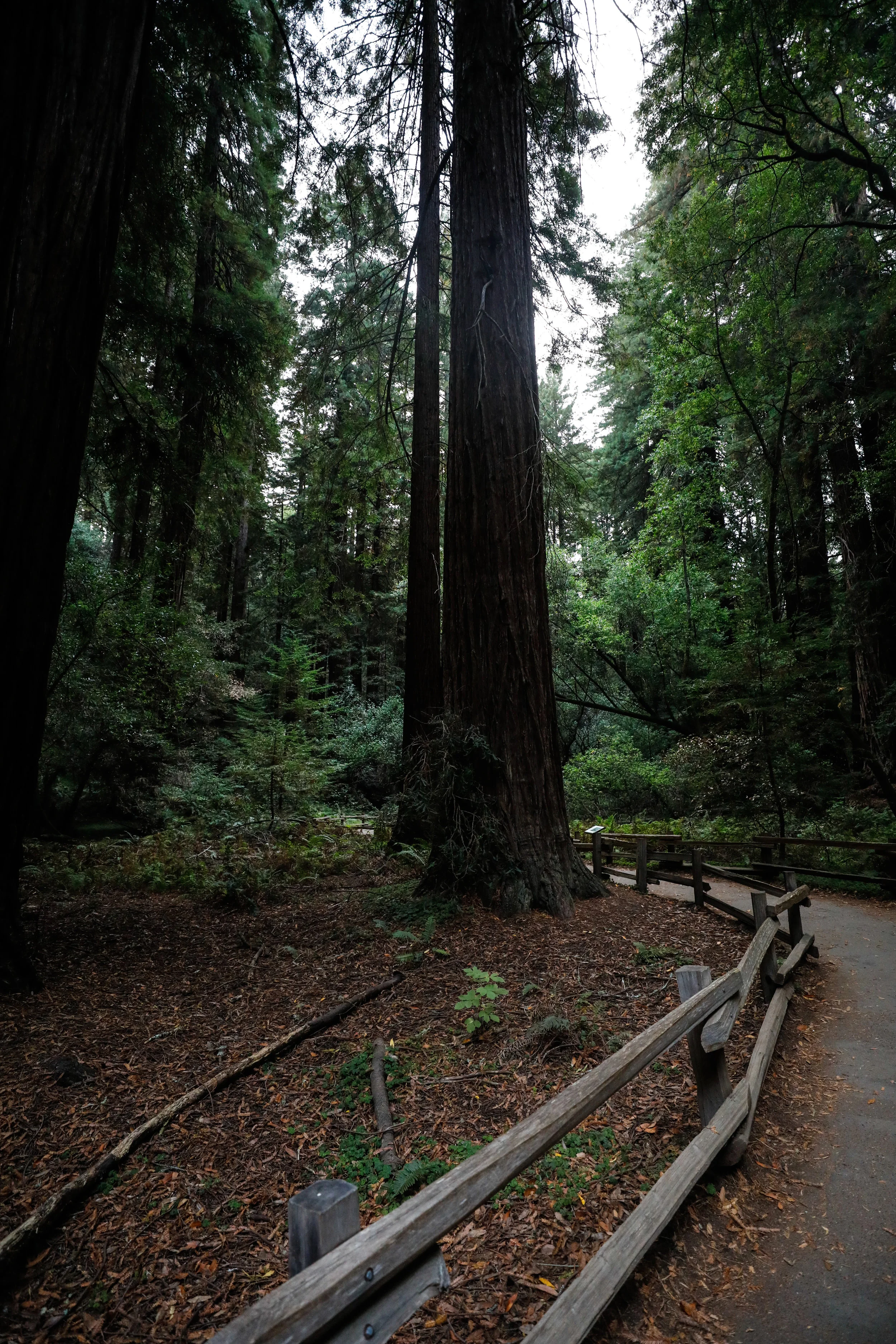 Muir Woods — folk