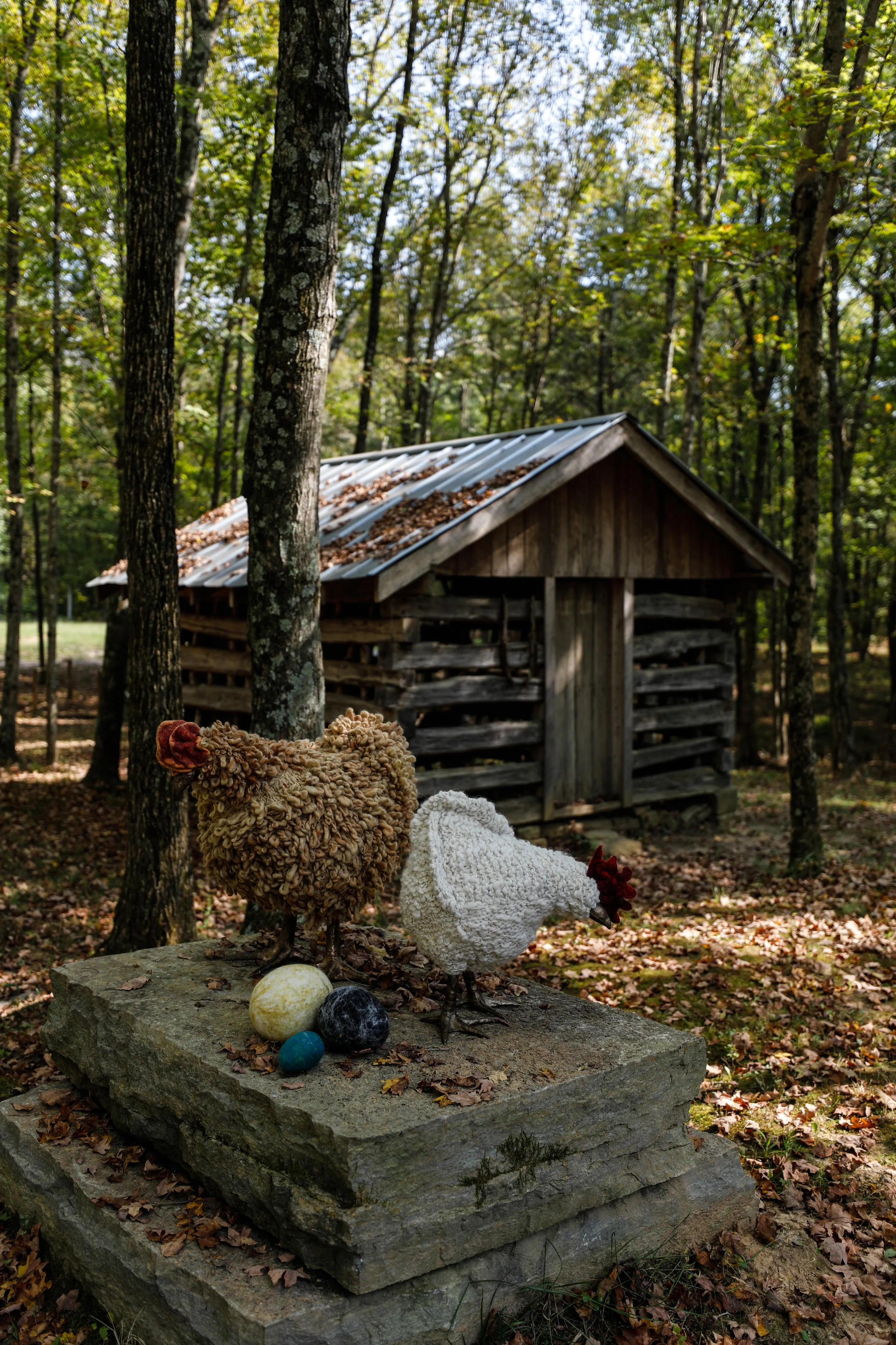 Chicken-9462.jpg