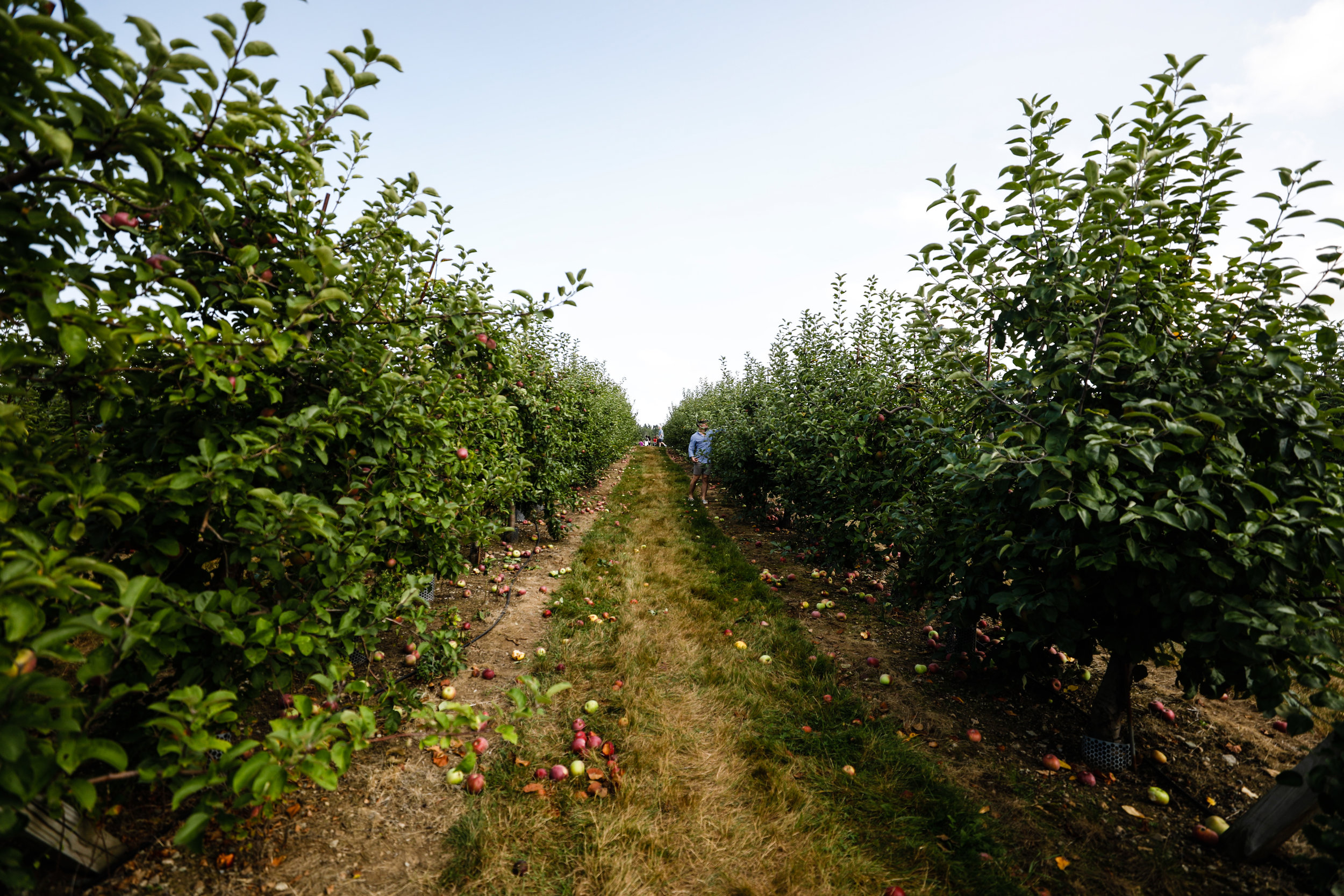 At The Orchard 