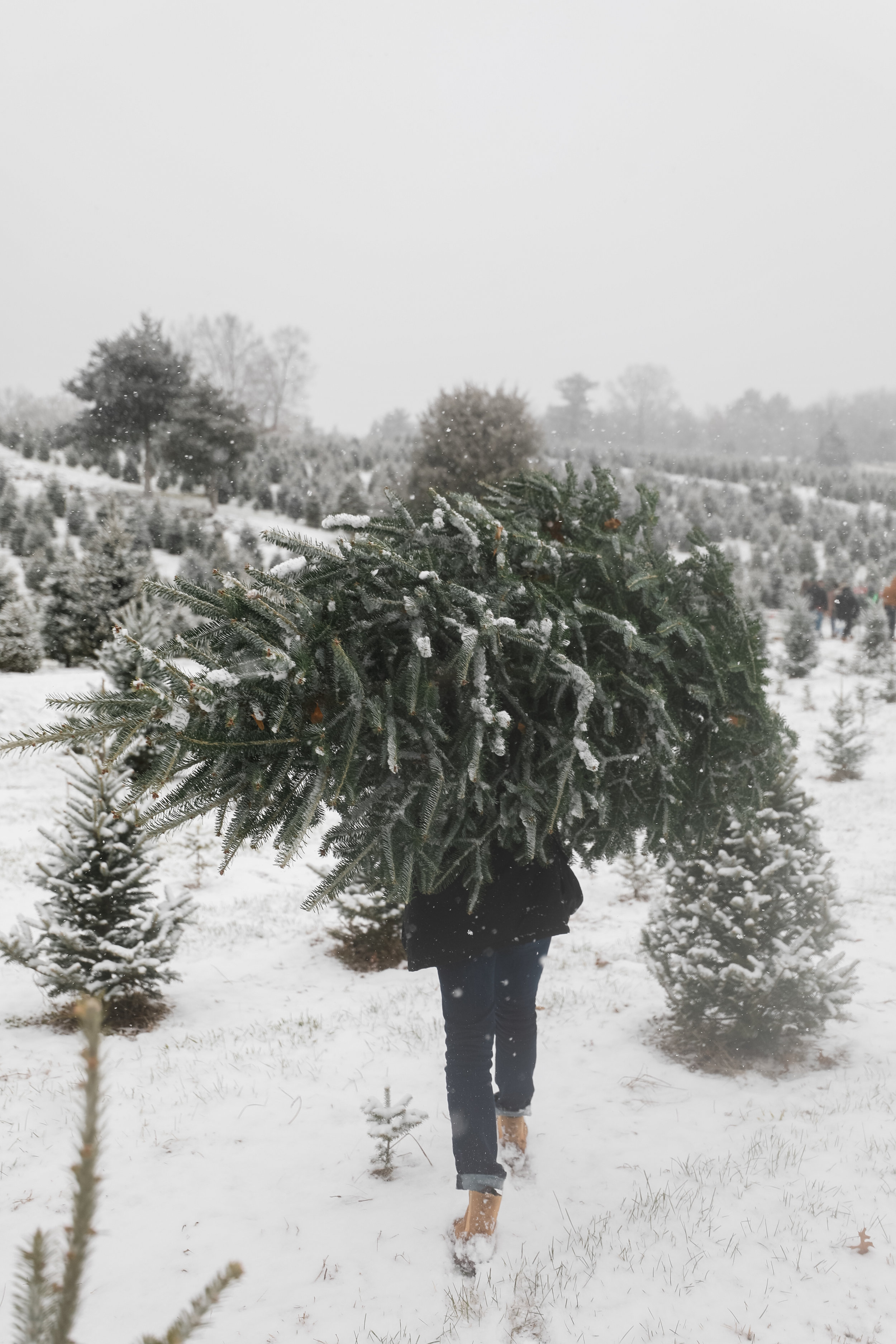 Christmas Tree Shopping — folk