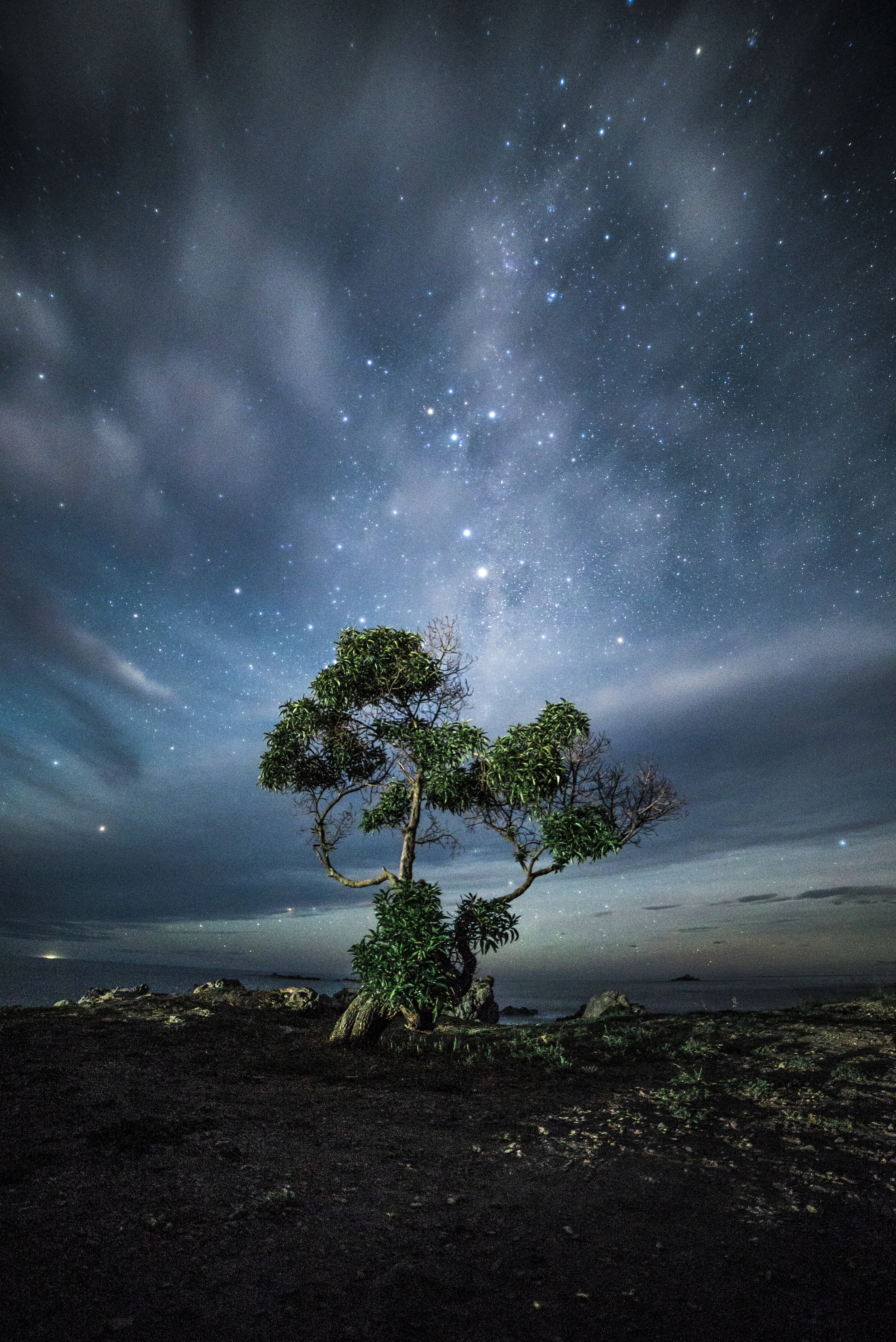 NZ - The Tree of Life.jpg