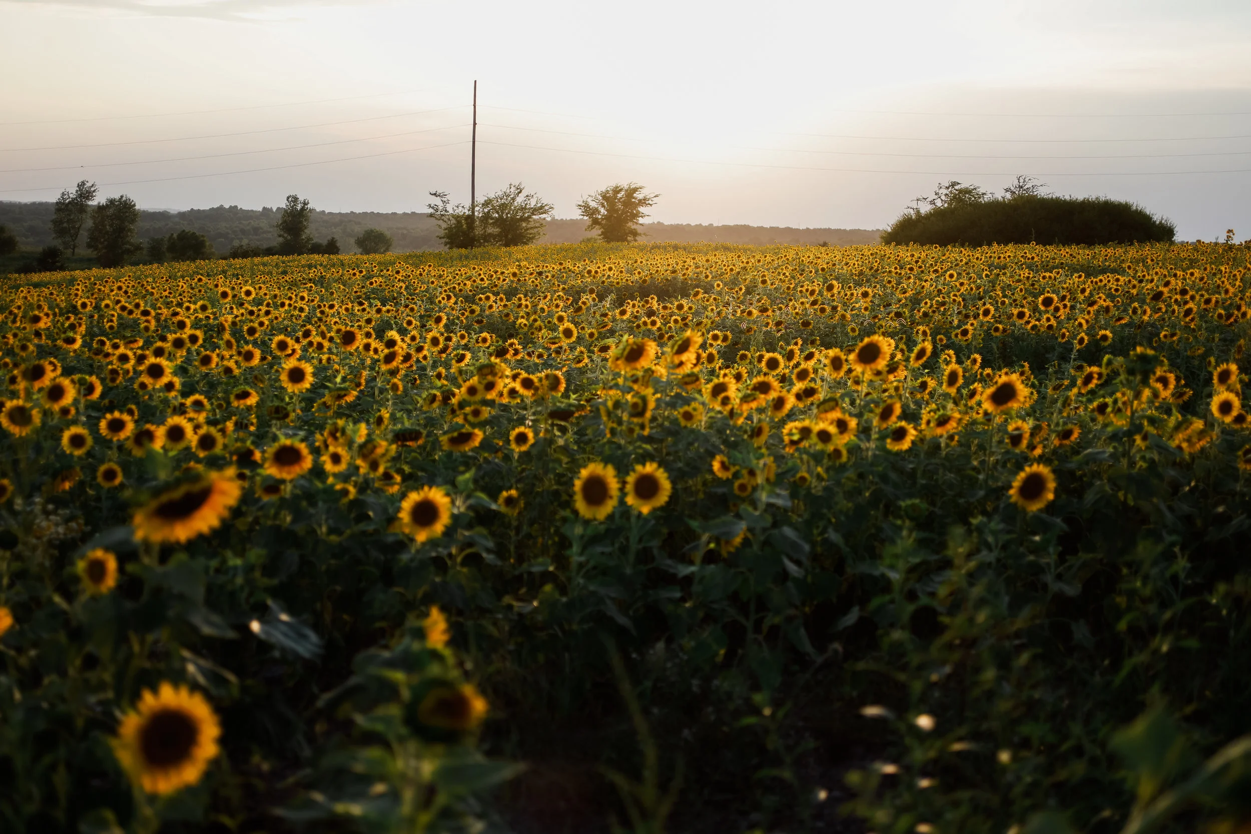 SUMMER1 (9 of 31).jpg