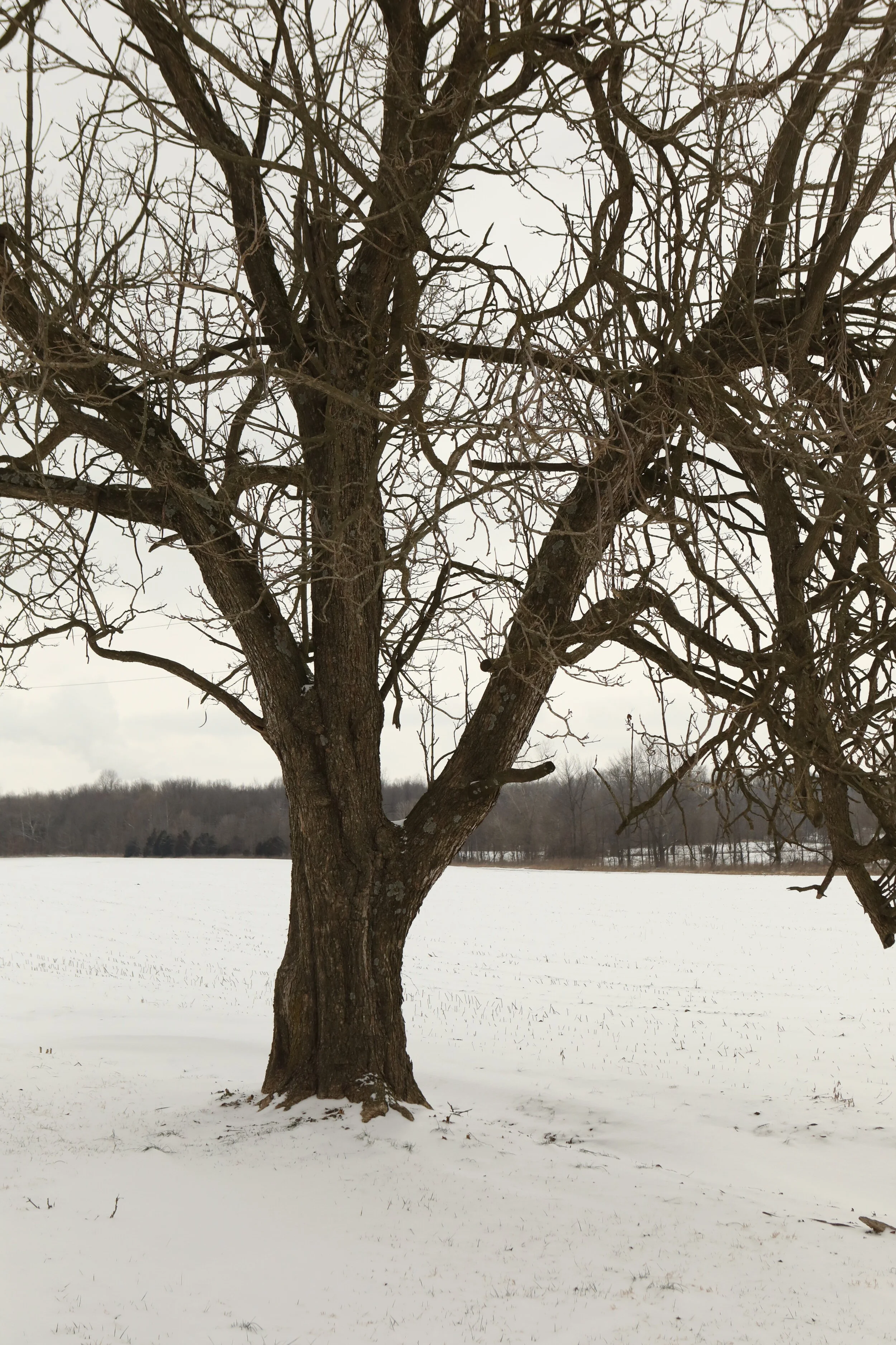 Red Snow and Black Blizzards