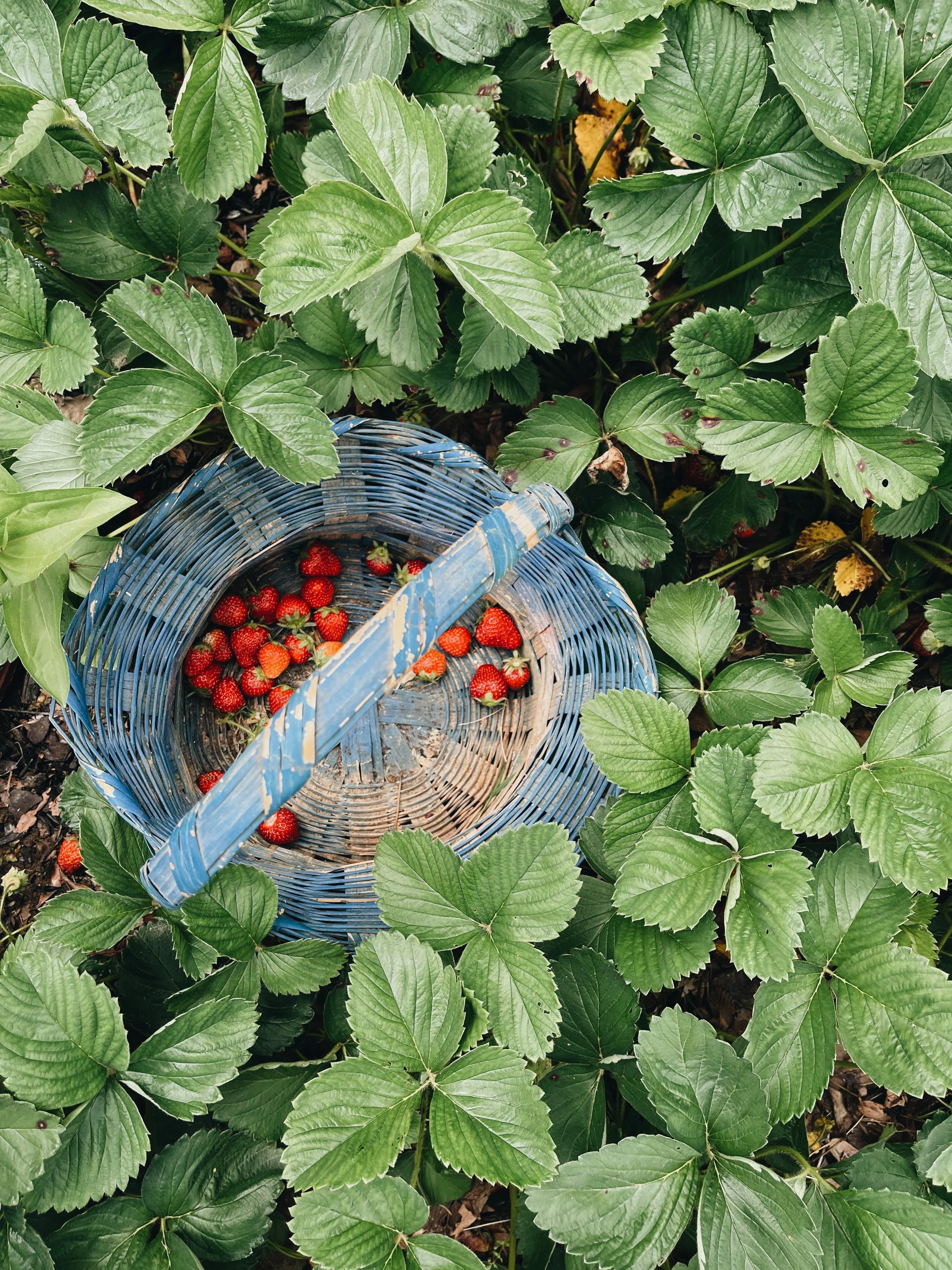 The Remembrancer: Strawberries
