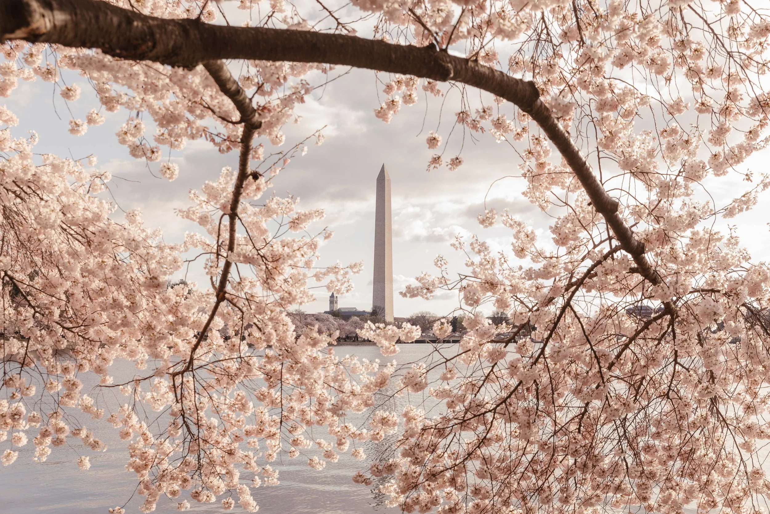 Obviously, the Cherry Blossoms: Spring in DC