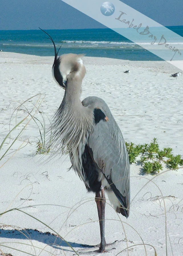 Nature Photography
