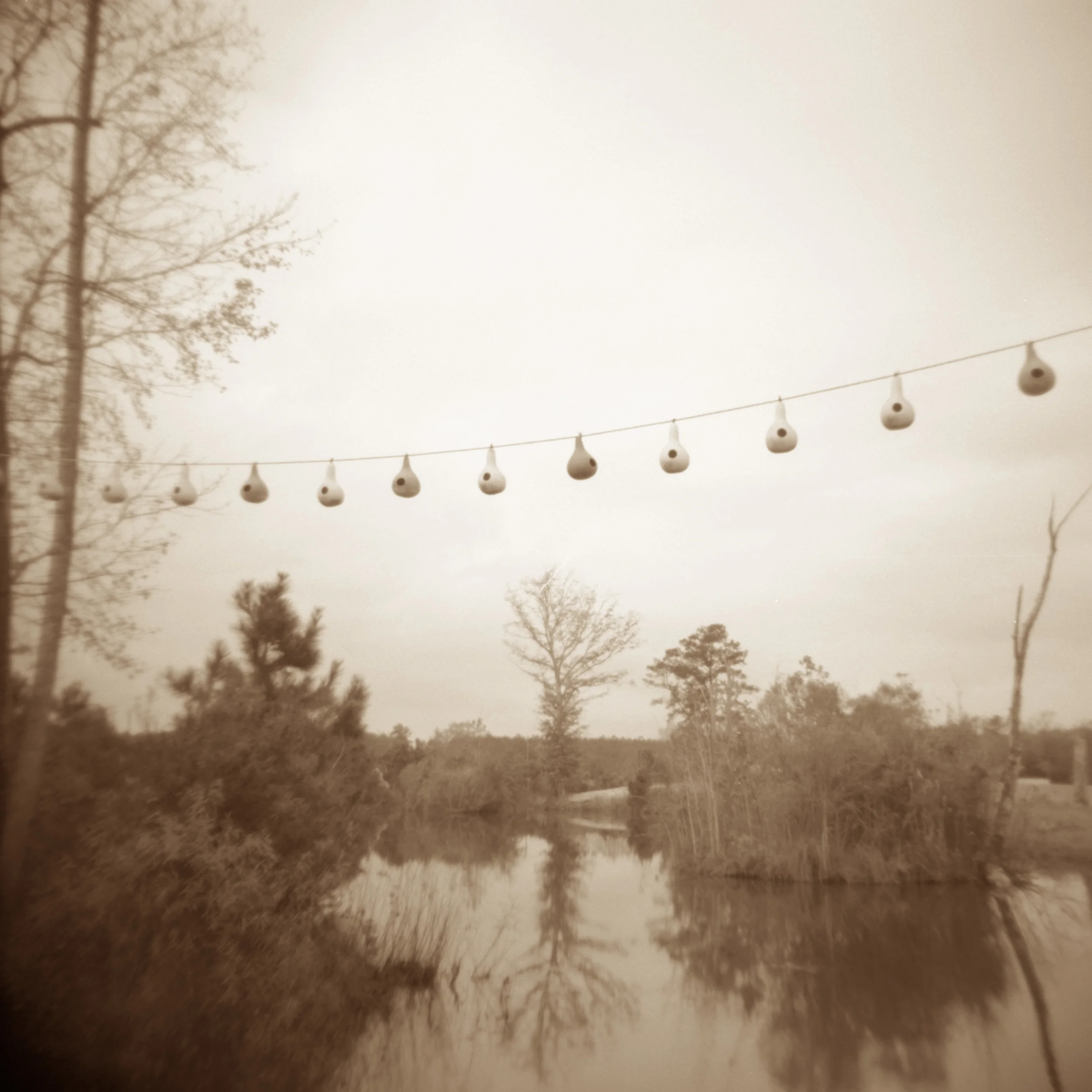 Gourds over New Pond