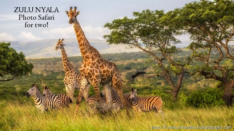 Zulu Nyala