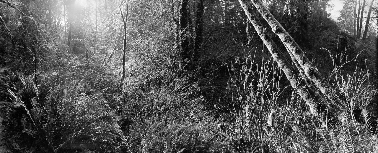 Tryforos_gig harbor woods 1.jpeg