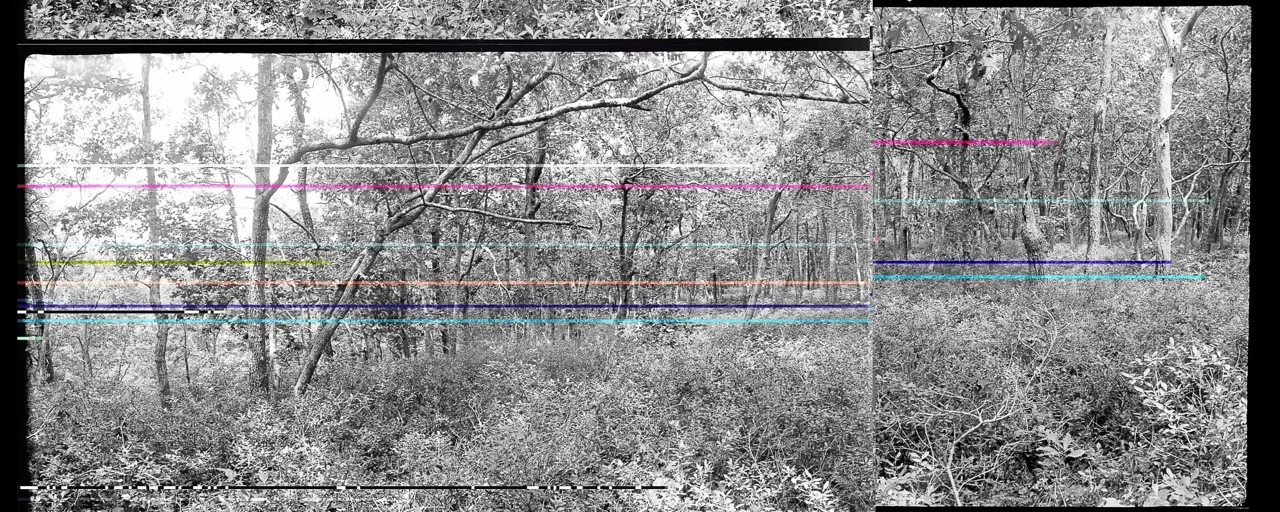 Tryforos_wellfleet woods1.21-22 colorflipbroken.jpeg