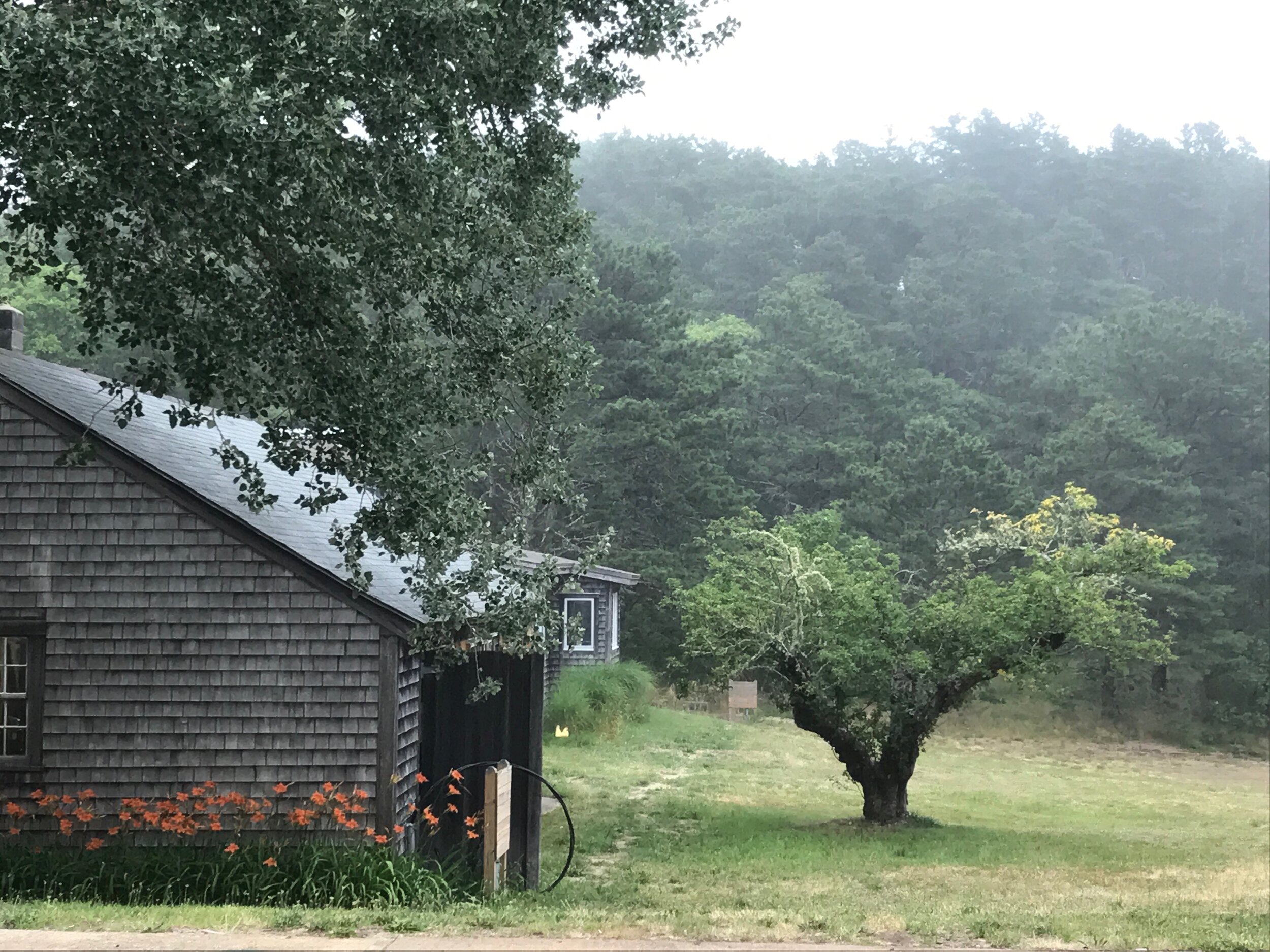 Old Woodshop with Apple Tree