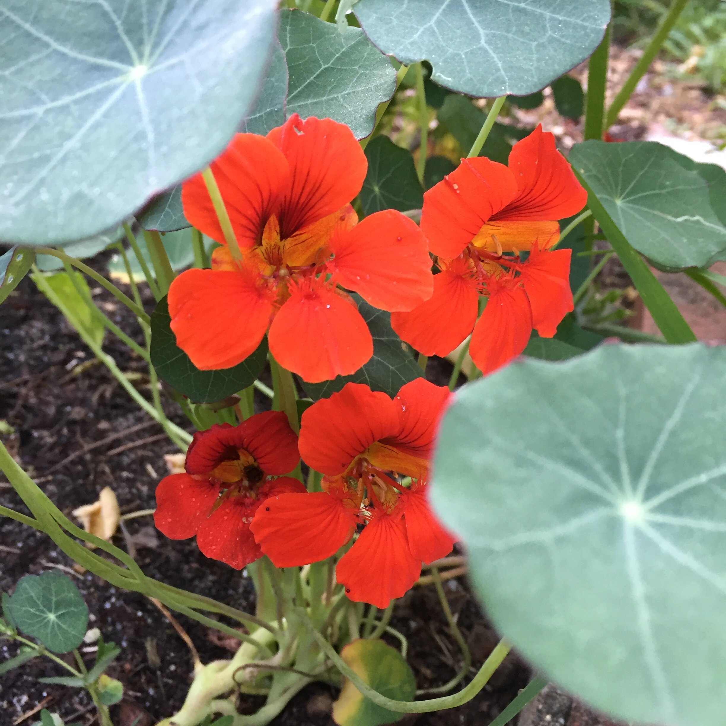 Garden-Nasturtiums.JPG