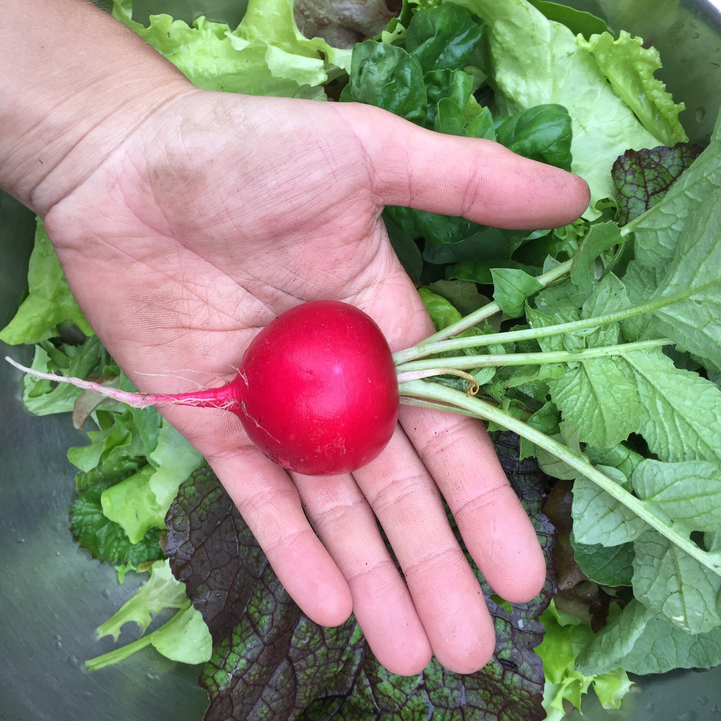 Garden-radish.JPG