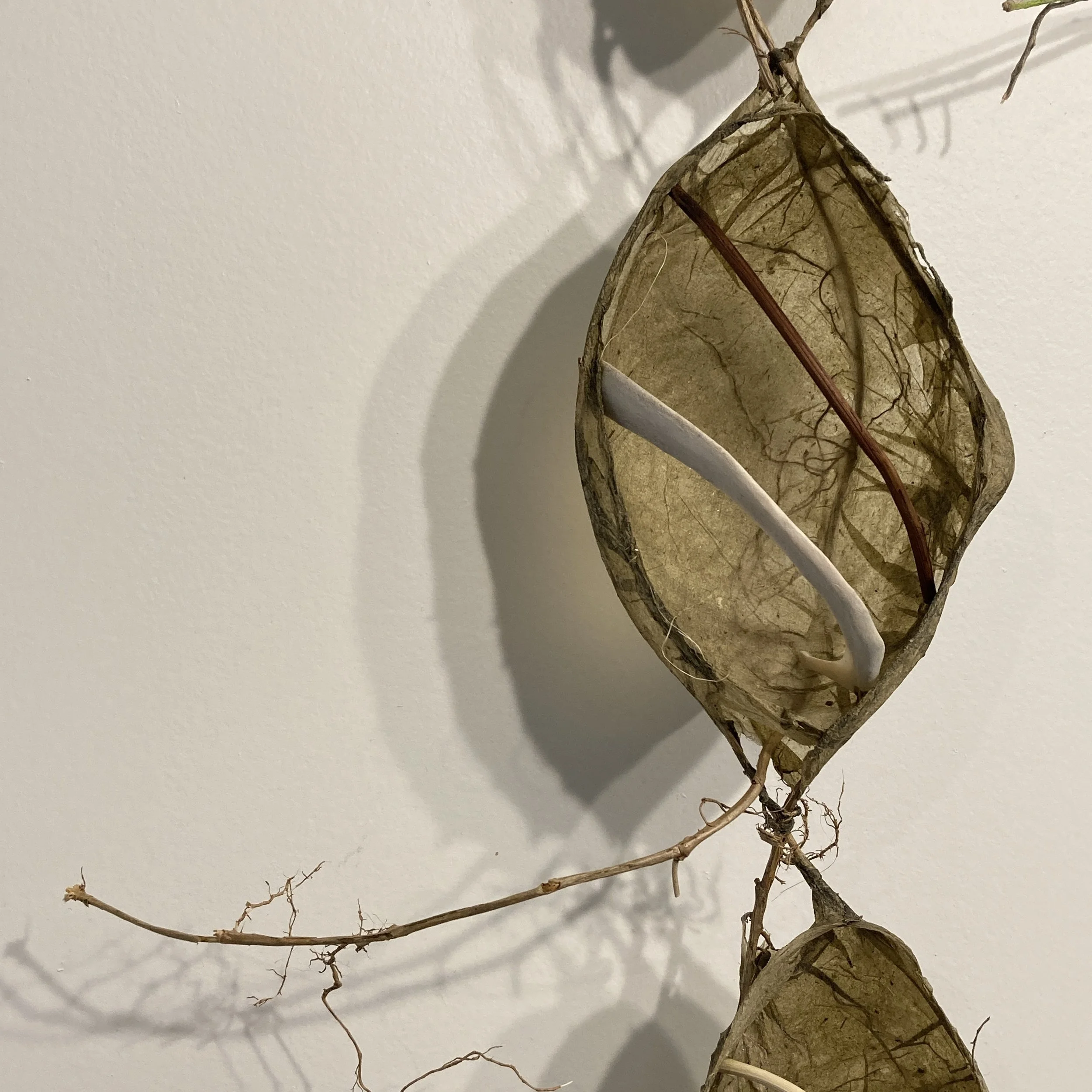 Paper Making with Invasive and Native Plants — Truro Center for the