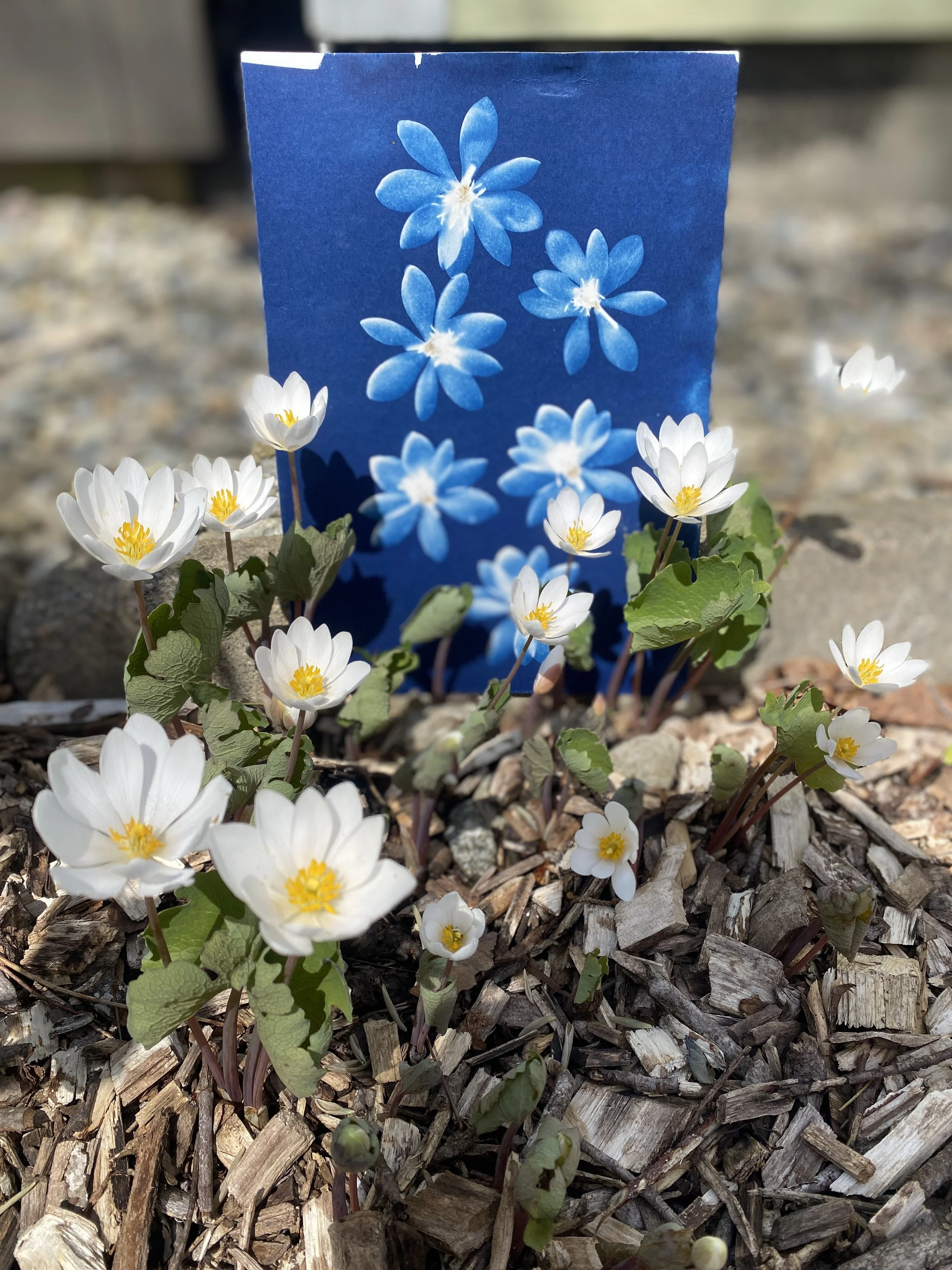 Creating a Collection of Artist Books: Nature as Muse