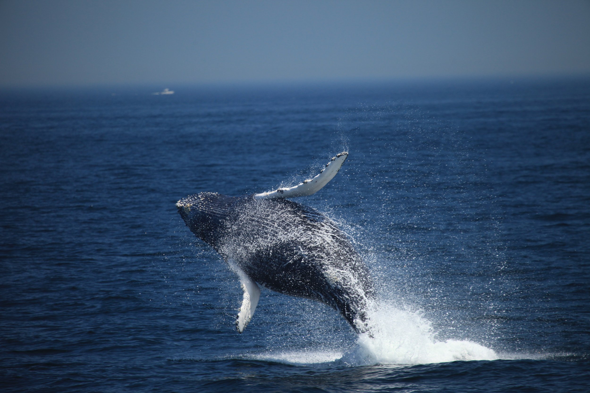 Photographing Whales of Cape Cod